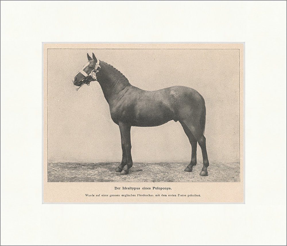 Kunstdruck Der Idealtypus eines Poloponys Pferdesport Rassen Zucht Preis F_Vintag