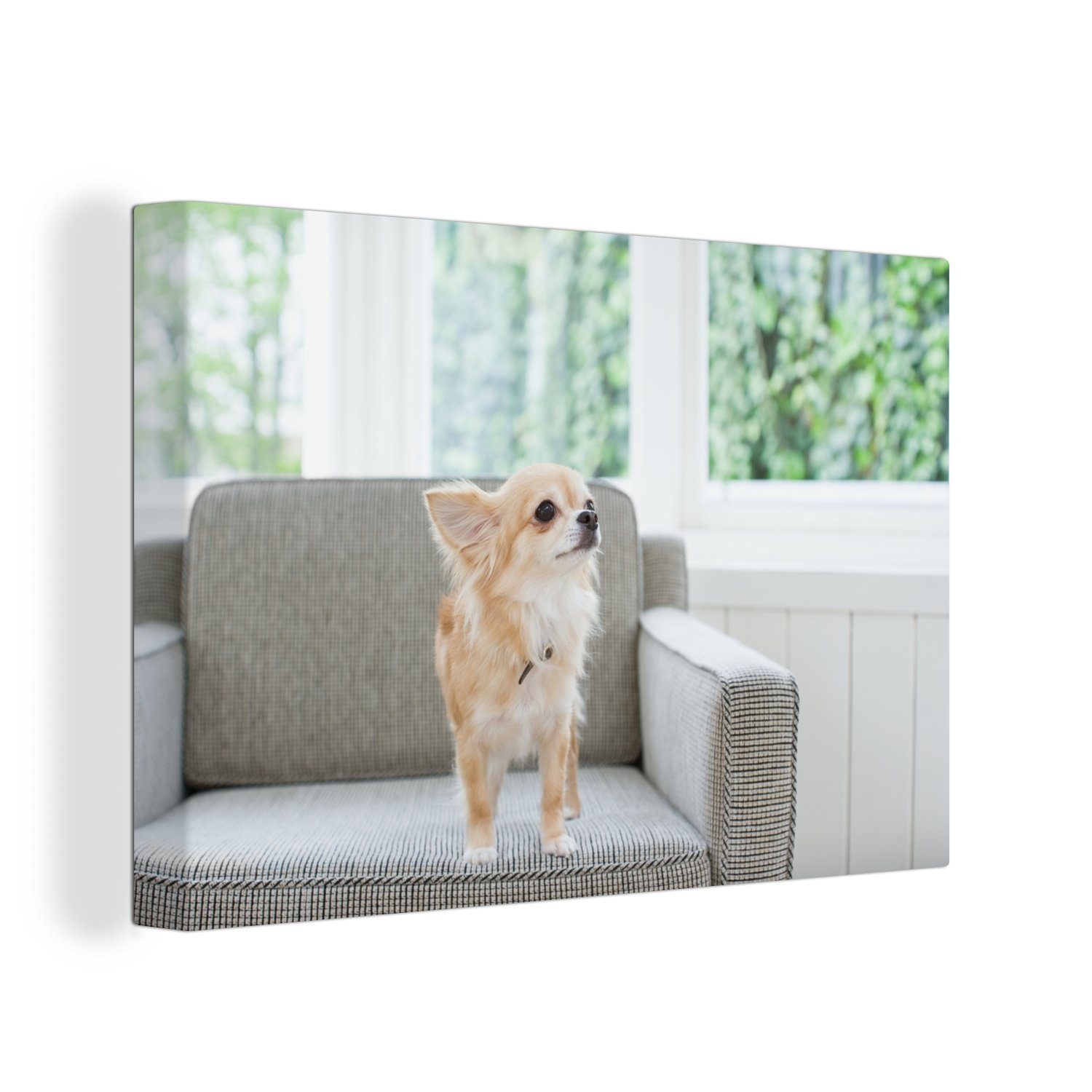 OneMillionCanvasses® Leinwandbild Ein Chihuahua auf einem grauen Stuhl, (1 St), Wandbild Leinwandbilder, Aufhängefertig, Wanddeko, 30x20 cm