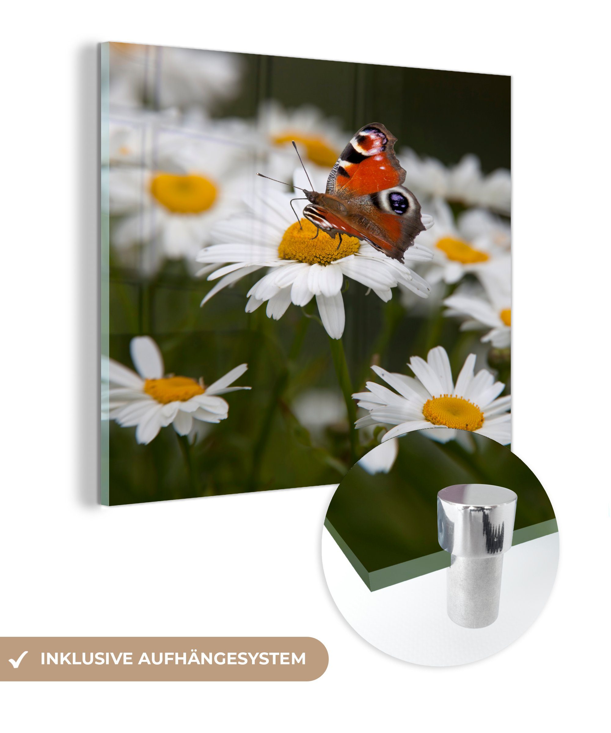 MuchoWow Acrylglasbild Tagpfauenauge Schmetterling mit Gänseblümchen, (1 St), Glasbilder - Bilder auf Glas Wandbild - Foto auf Glas - Wanddekoration