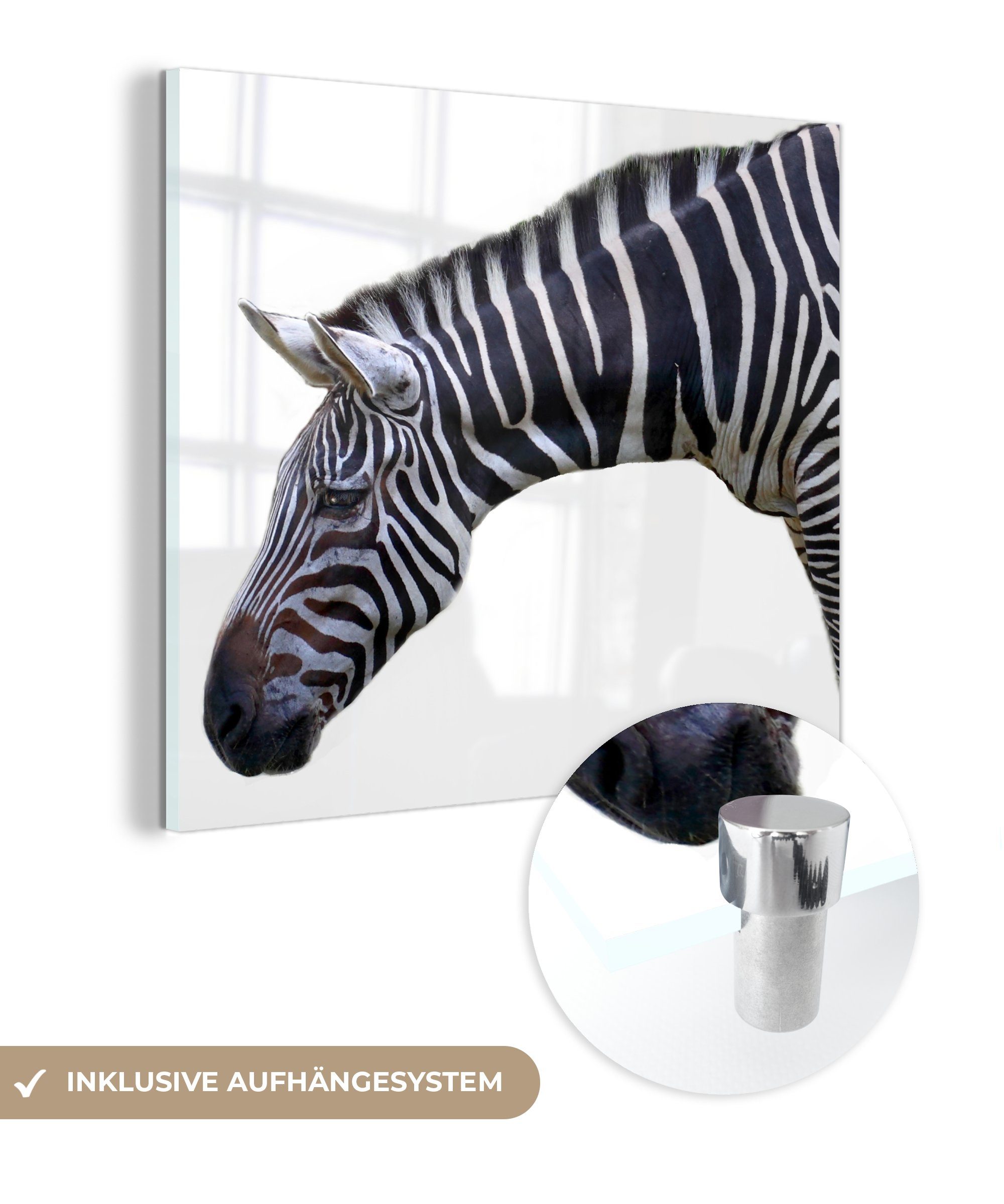 MuchoWow Acrylglasbild Hals und Kopf eines Zebras auf weißem Hintergrund, (1 St), Glasbilder - Bilder auf Glas Wandbild - Foto auf Glas - Wanddekoration