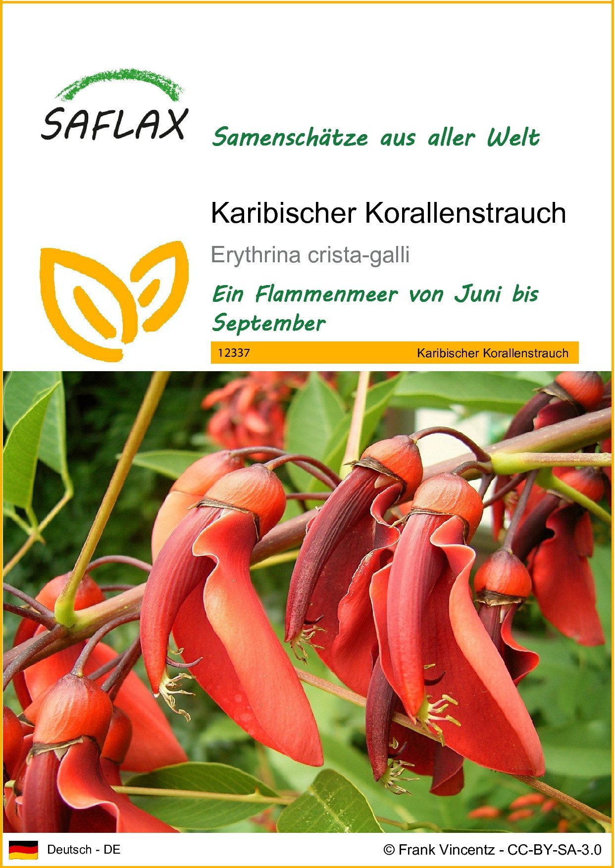 Blumensamen SAFLAX - Samen - Karibischer Korallenstrauch