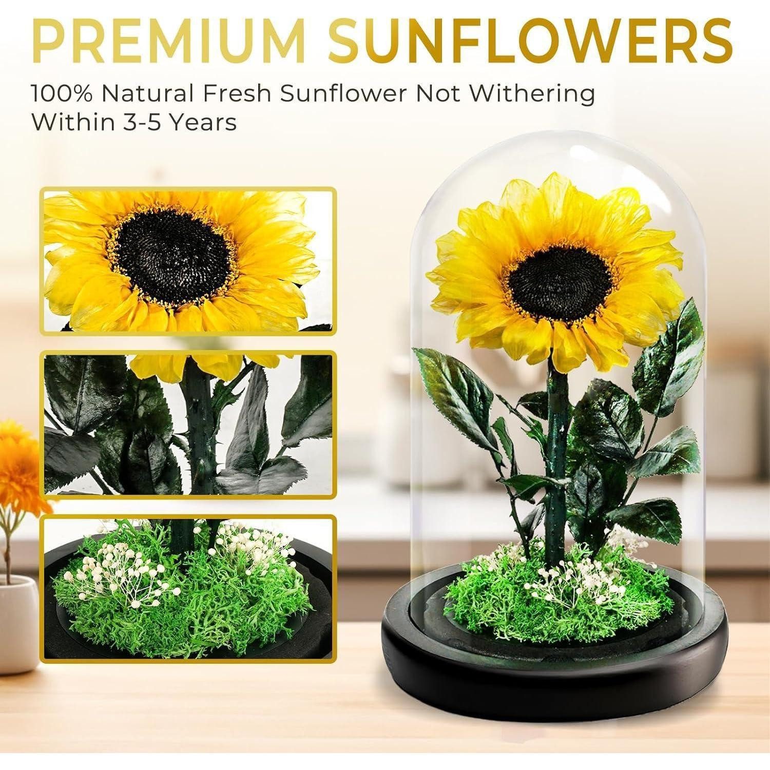 Trockenblume Sonnenblume Konservierte Glas Geschenk Muttertag Sonnenblume-gelb, LuxusKollektion