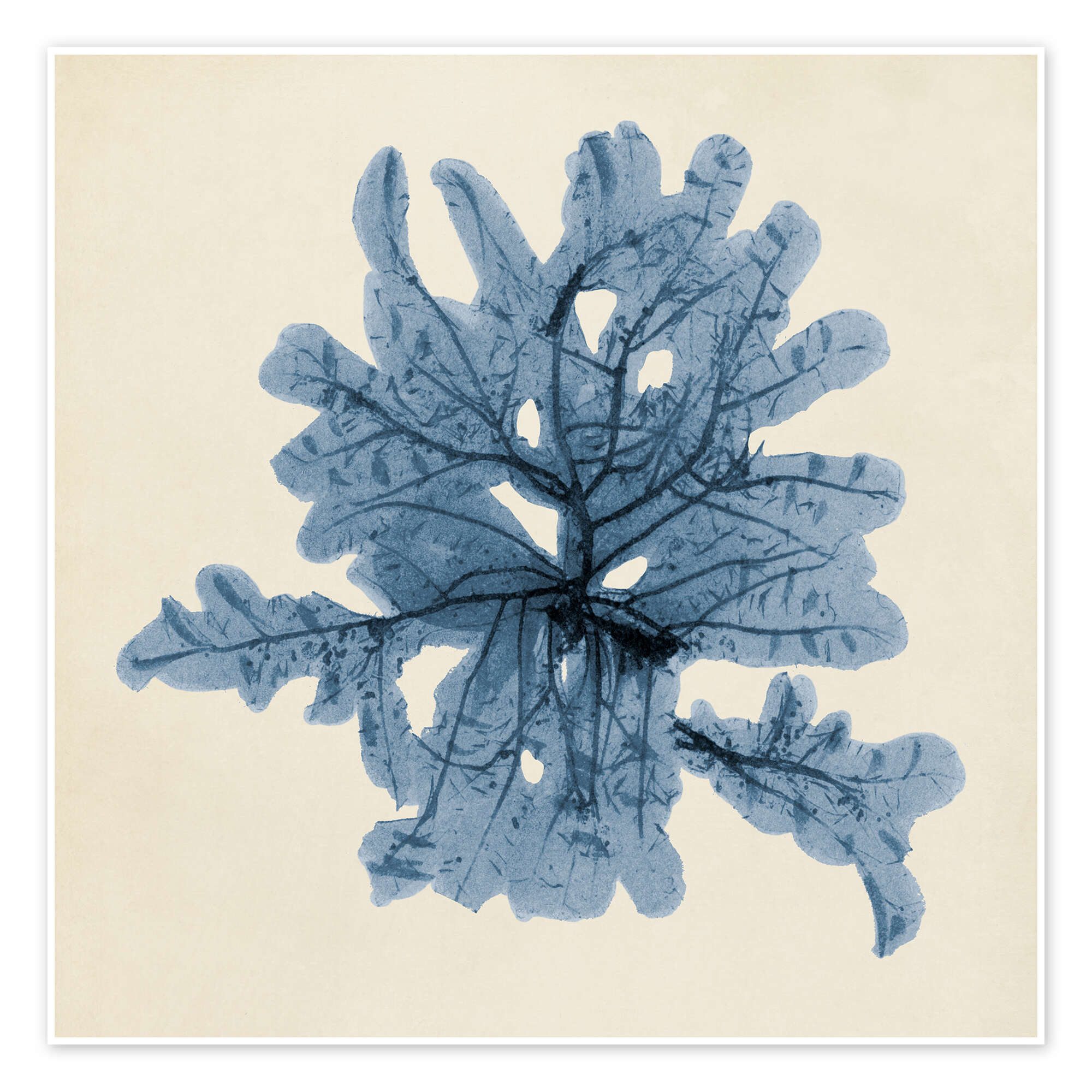 Posterlounge Wandbild Indigo Koralle IV, Vision Studio, erhältlich als Poster, Leinwandbild, Wandsticker oder Acrylglasbild