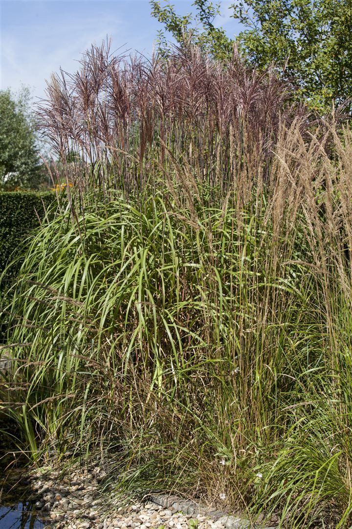 Pflanzen für Dich Staude Phragmites australis, 1 St., Schilfrohr, Rohrkolben, Gemeines Schilf, Schilfgras