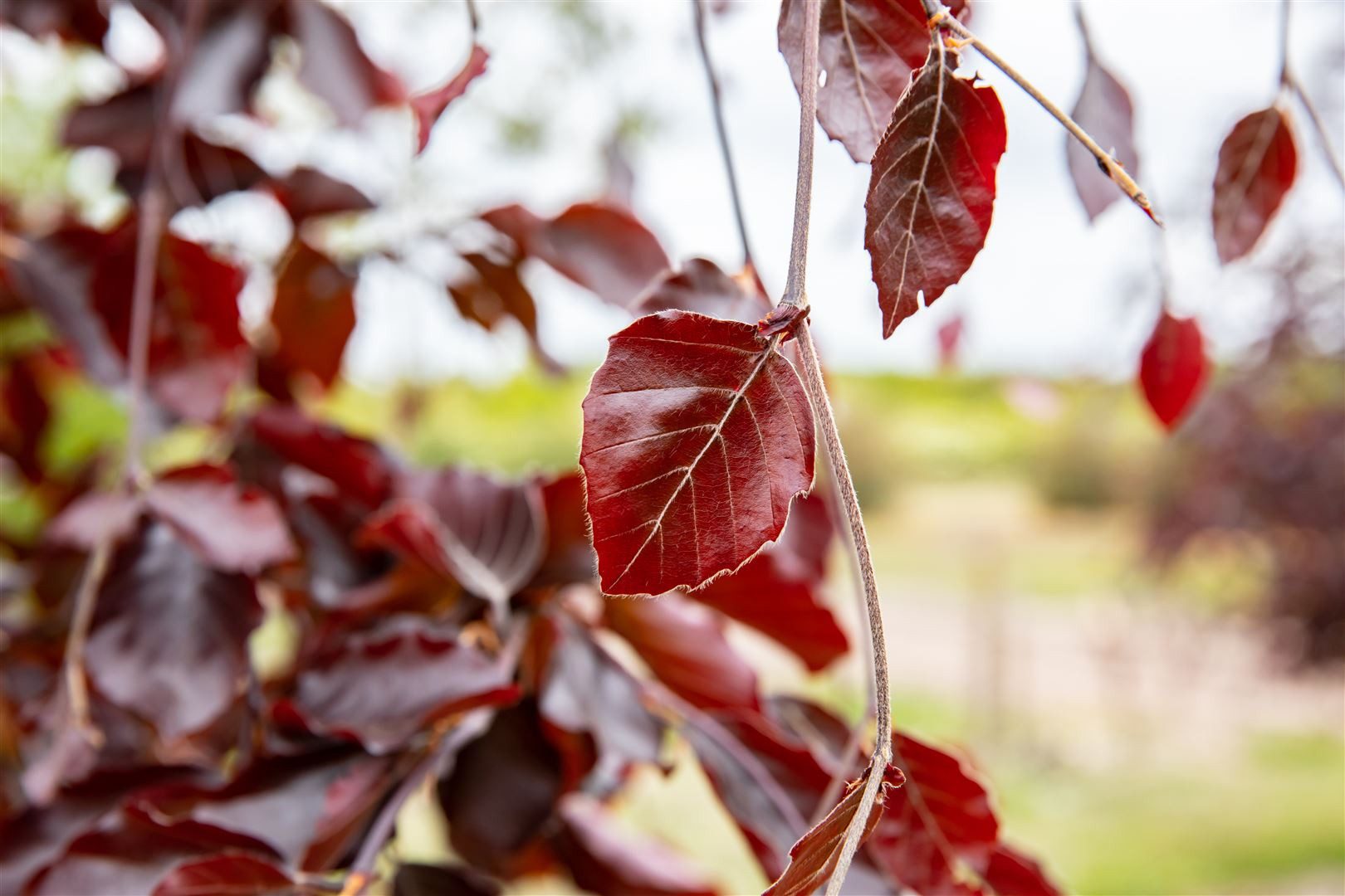Pflanzen für Dich Hecken Fagus sylvatica Black Swan, 1 St., Rotbuche, Blutbuche, dunkelrot, hängende Äste