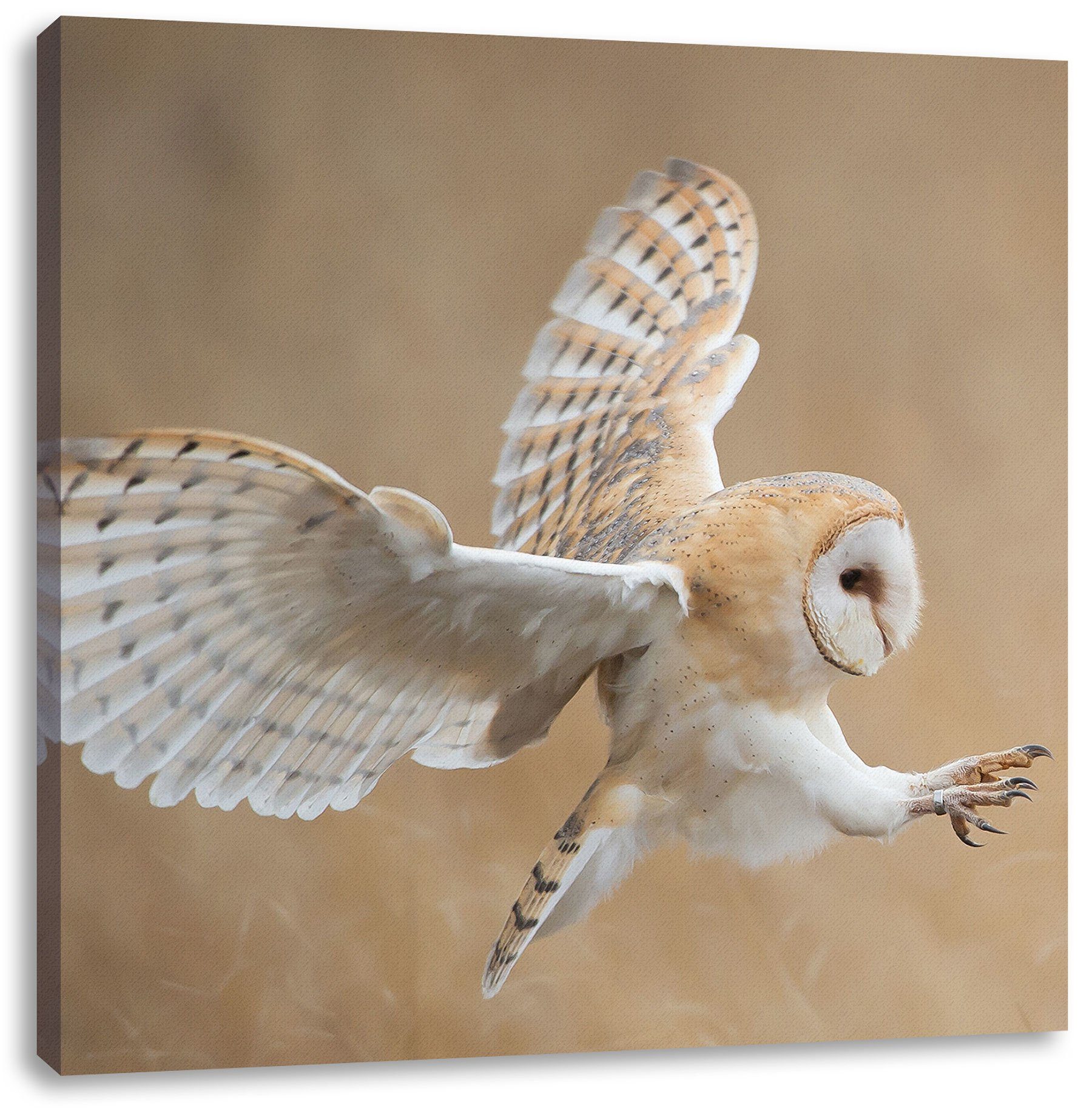 Pixxprint Leinwandbild Fliegende Weiße Eule bei der Jagd, Fliegende Weiße Eule bei der Jagd (1 St), Leinwandbild fertig bespannt, inkl. Zackenaufhänger