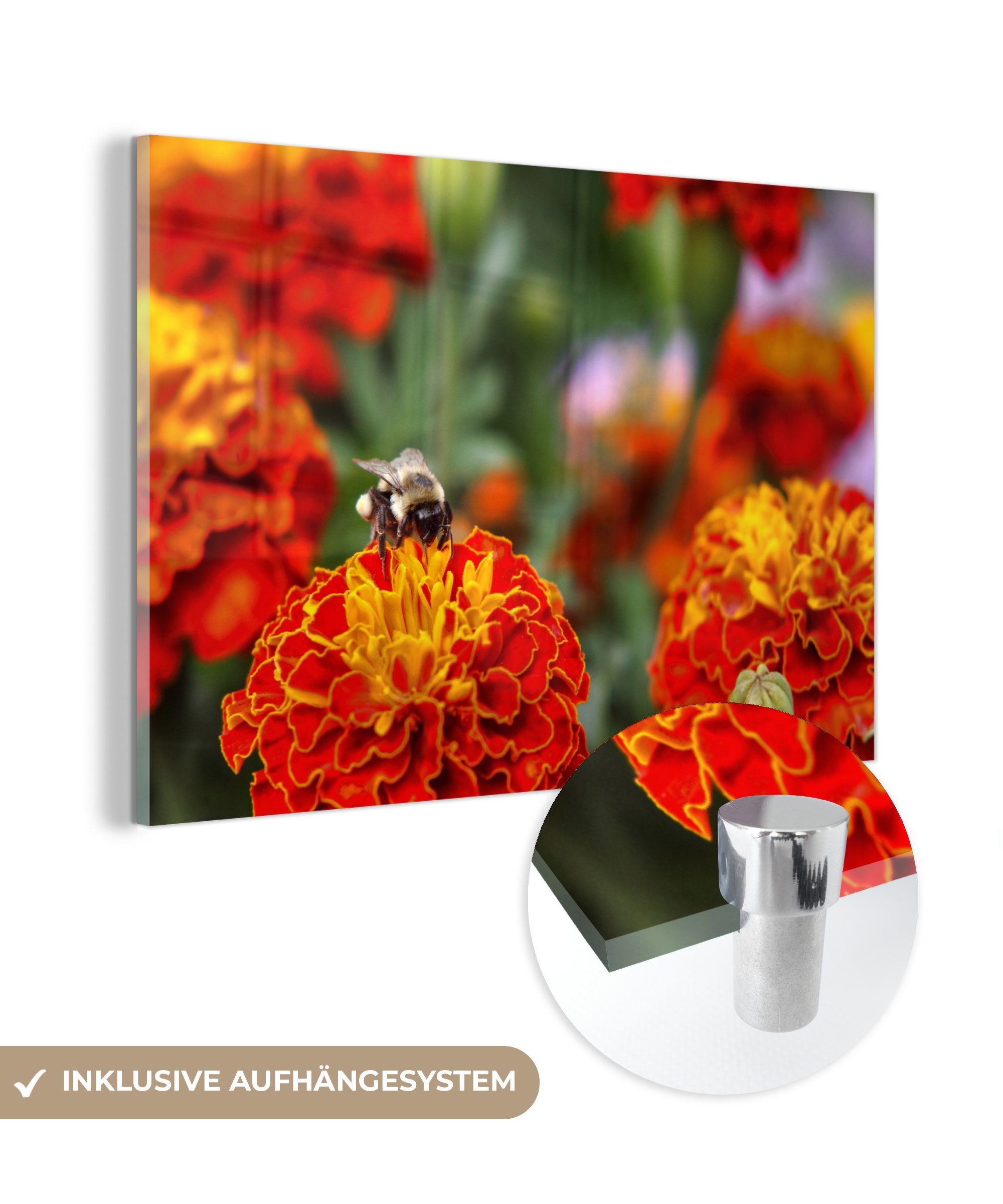 MuchoWow Acrylglasbild Hummel auf einer Ringelblume, (1 St), Acrylglasbilder Wohnzimmer & Schlafzimmer