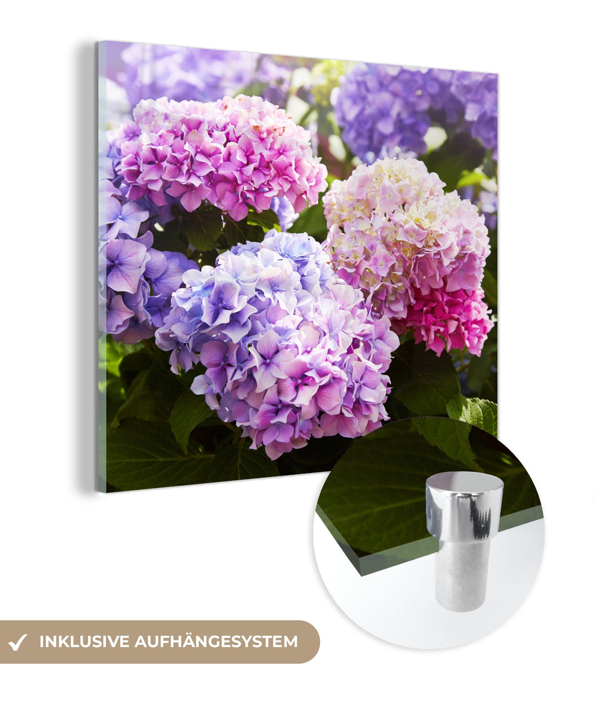 MuchoWow Acrylglasbild Blumen - Hortensie - Rosa - Blätter - Sonne, Inkl. Aufhängung, Bilder auf Glas Wandbild, Wanddeko Wohnzimmer Badezimmer, 20x20 cm