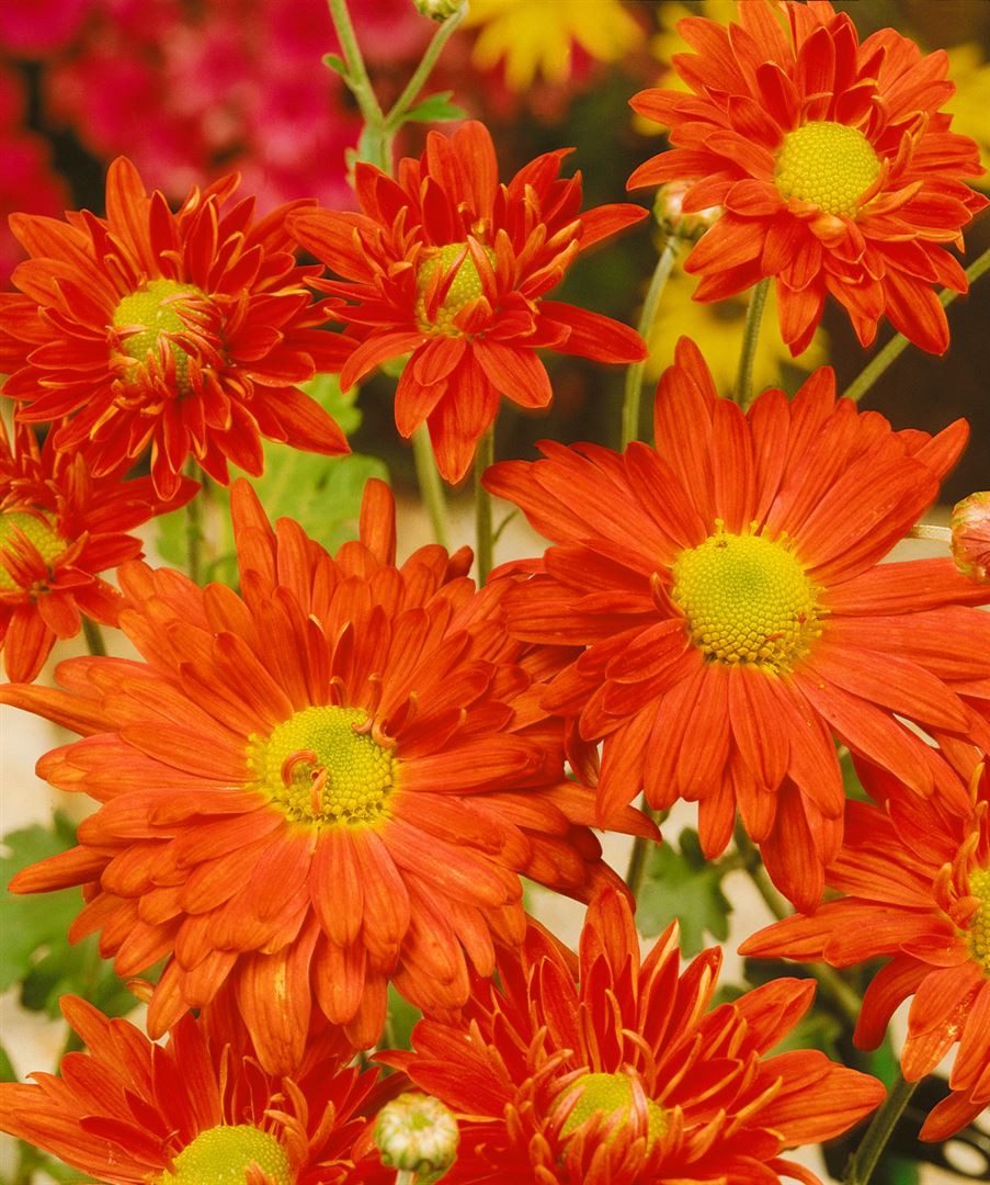 Pflanzen für Dich Staude Chrysanthemum hort. Kl.Bernstein, 1 St., Chrysantheme, Garten-Chrysantheme