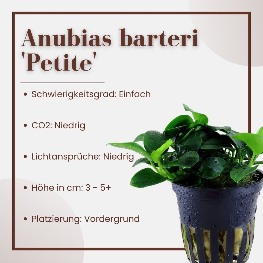Aquaone Wasserpflanze Aquariumpflanze Anubias 'Petite' Nr.301H günstig online kaufen