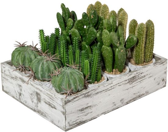 Kunstkaktus »Kaktus«, Creativ green, Höhe 12 cm, 12er Set, im Paperpot