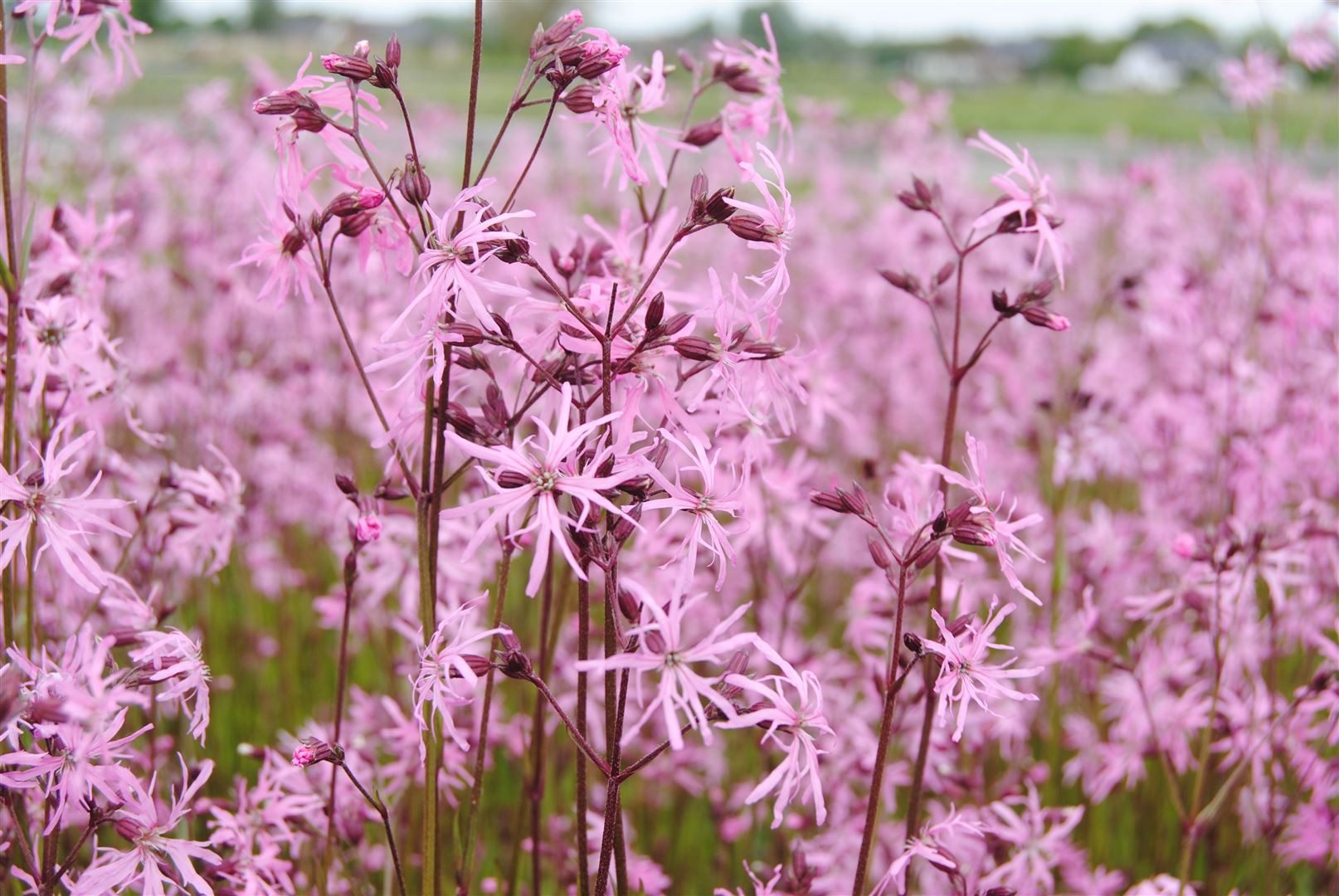 Pflanzen für Dich Staude Lychnis flos-cuculi, 1 St., Kuckucks-Lichtnelke, Kuckucksnelke