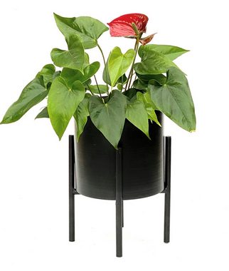 DanDiBo Blumenständer Blumenhocker mit Topf Metall Schwarz 32 cm Blumenständer 96153 Blumensäule Modern Pflanzenständer Pflanzenhocker