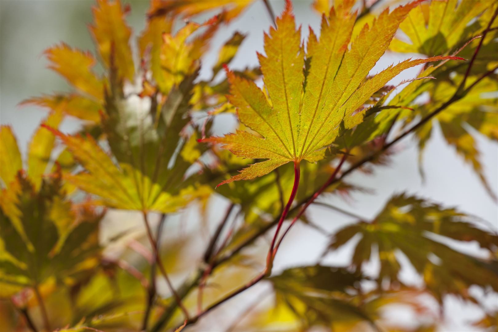 Pflanzen für Dich Gehölze Acer palmatum Tobisho, 1 St., Japanischer Ahorn, Fächerahorn