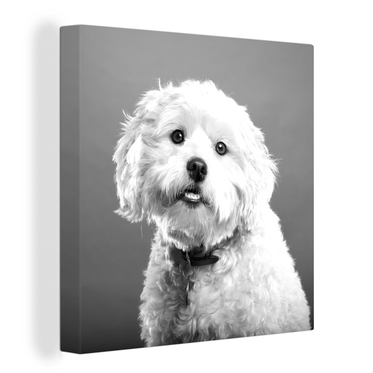 OneMillionCanvasses® Leinwandbild Malteser Hund Porträt - schwarz und weiß, (1 St), Leinwand Bilder für Wohnzimmer Schlafzimmer