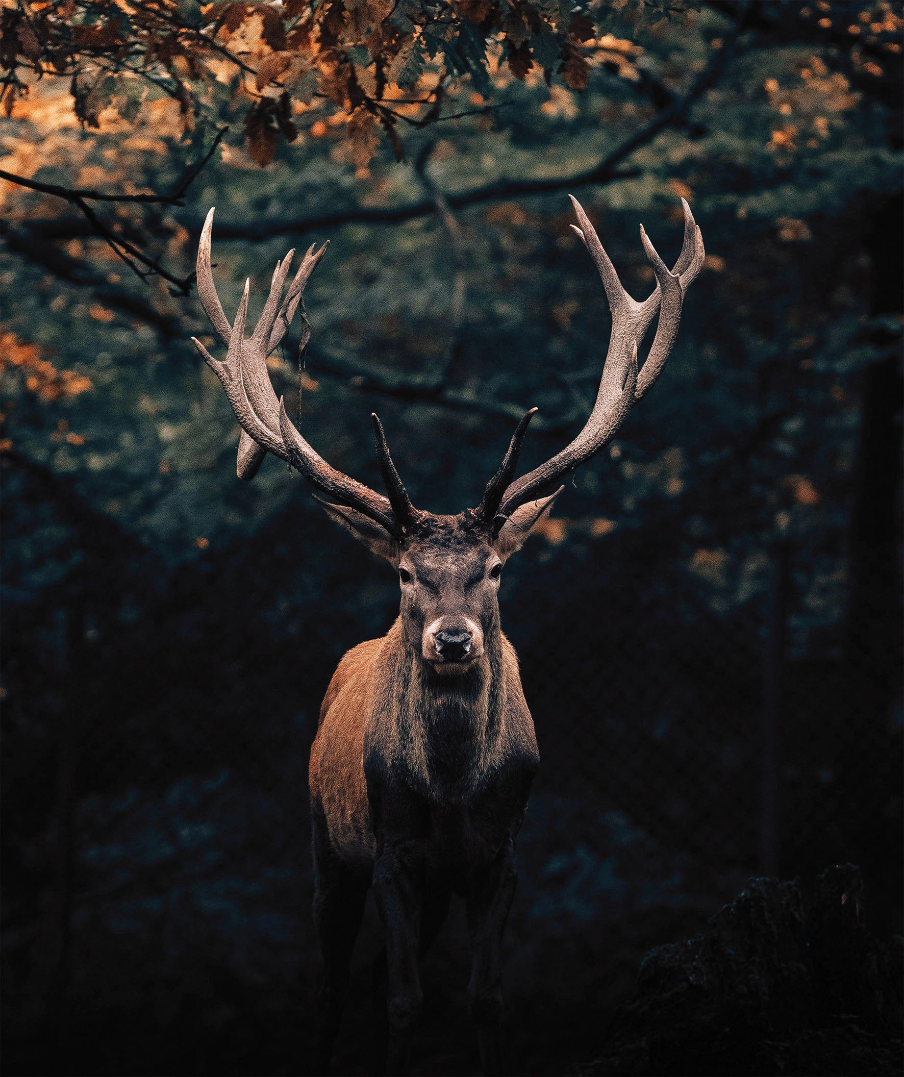Bönninghoff Leinwandbild Wandbild HIRSCH IM WALD XXL 118x140 cm – Leinwandbild Keilrahmen Deko, Hirsch, Hirschbilder, Hirsche, Natur, Rehe, Tiere, Wald, Wildtiere (1 St), auf Keilrahmen gespannt