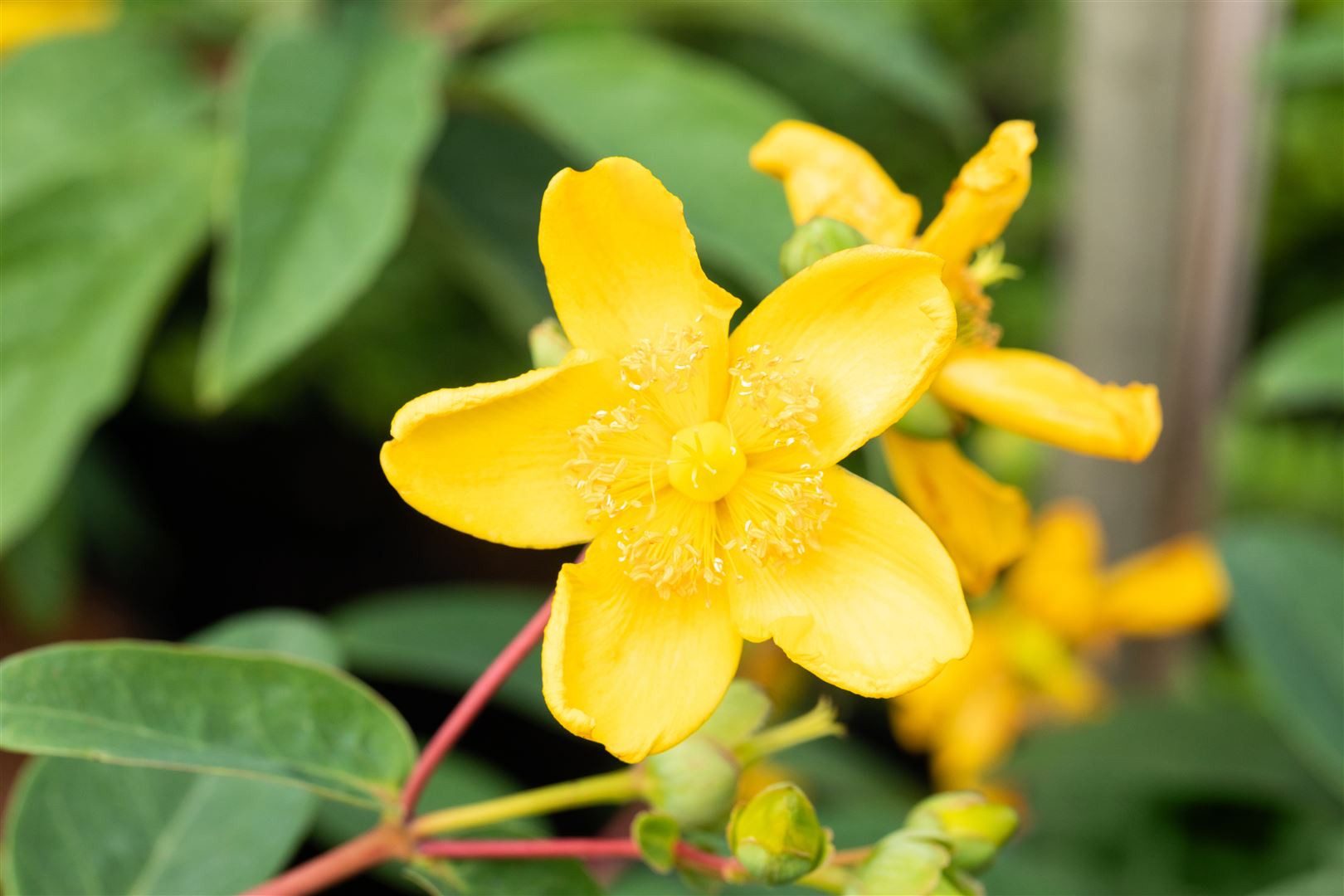 Pflanzen für Dich Staude Hypericum Hidcote, 1 St., Johanniskraut, Großblütiges Johanniskraut