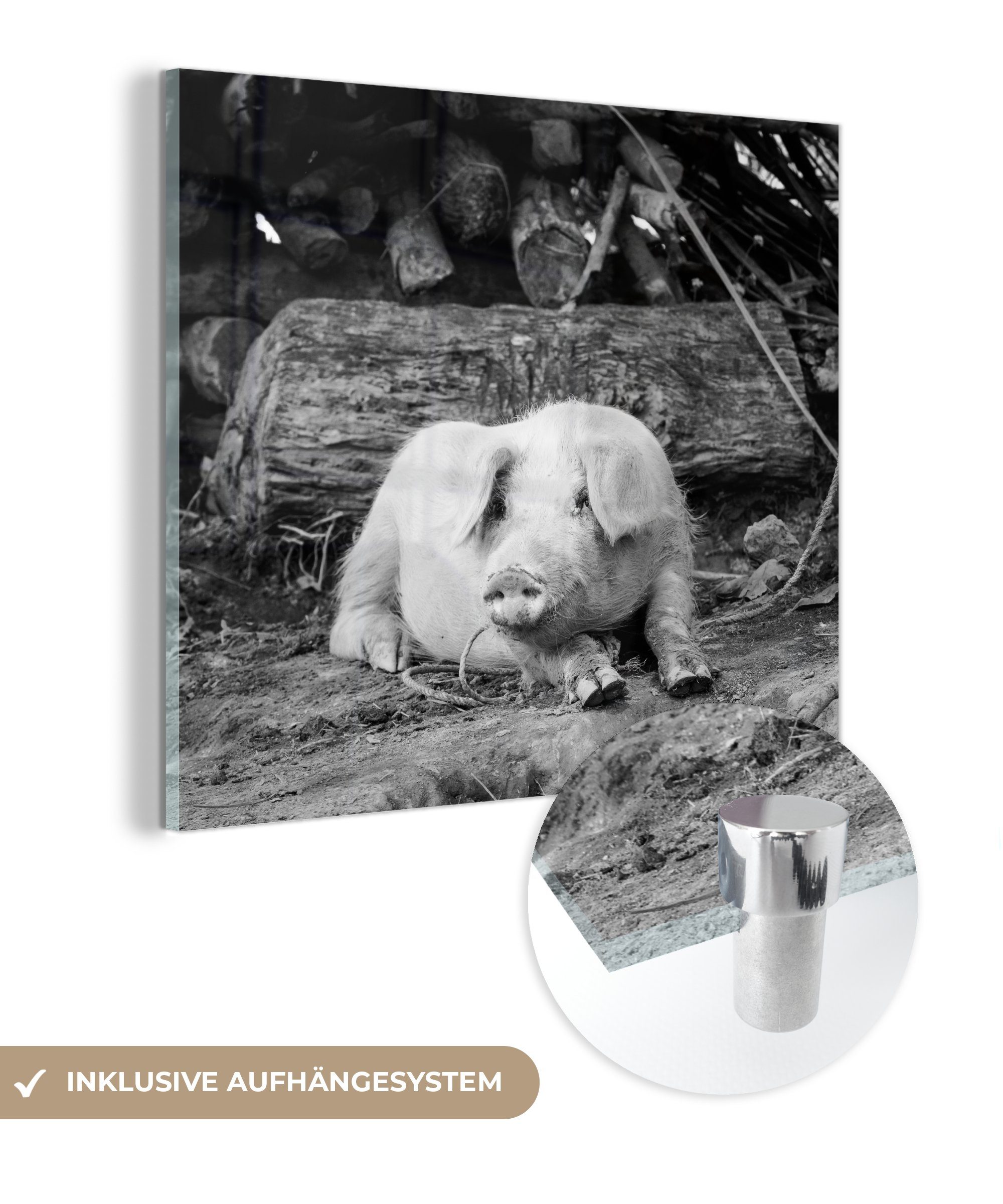 MuchoWow Acrylglasbild Lügenschwein - schwarz Glasbilder auf Foto Bilder und - Wandbild St), weiß, (1 Glas - - auf Wanddekoration Glas