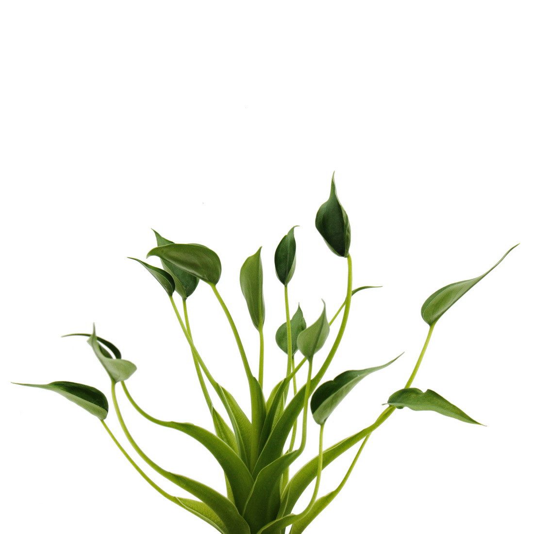 Exotenherz Zimmerpflanze Alocasia "Tiny Dancer" - Pfeilblatt - Tropenwurz - RARITÄT - 12cm Topf – Bild 3 von 3
