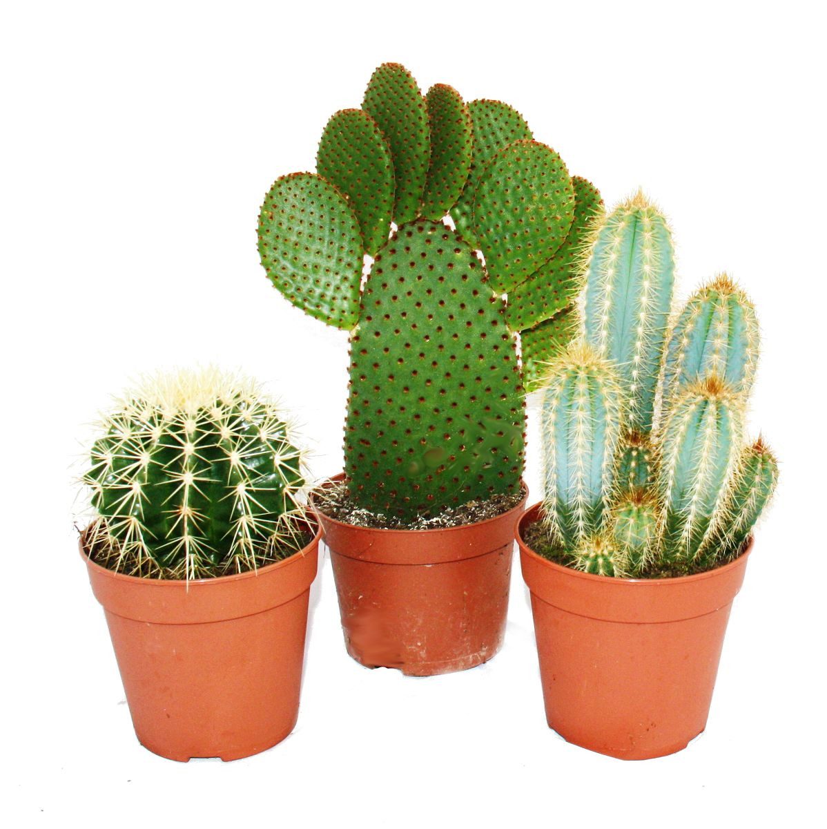Kaktus 3 verschiedene größere Kakteen im Set, 12cm Topf, ca. 15-28cm hoch