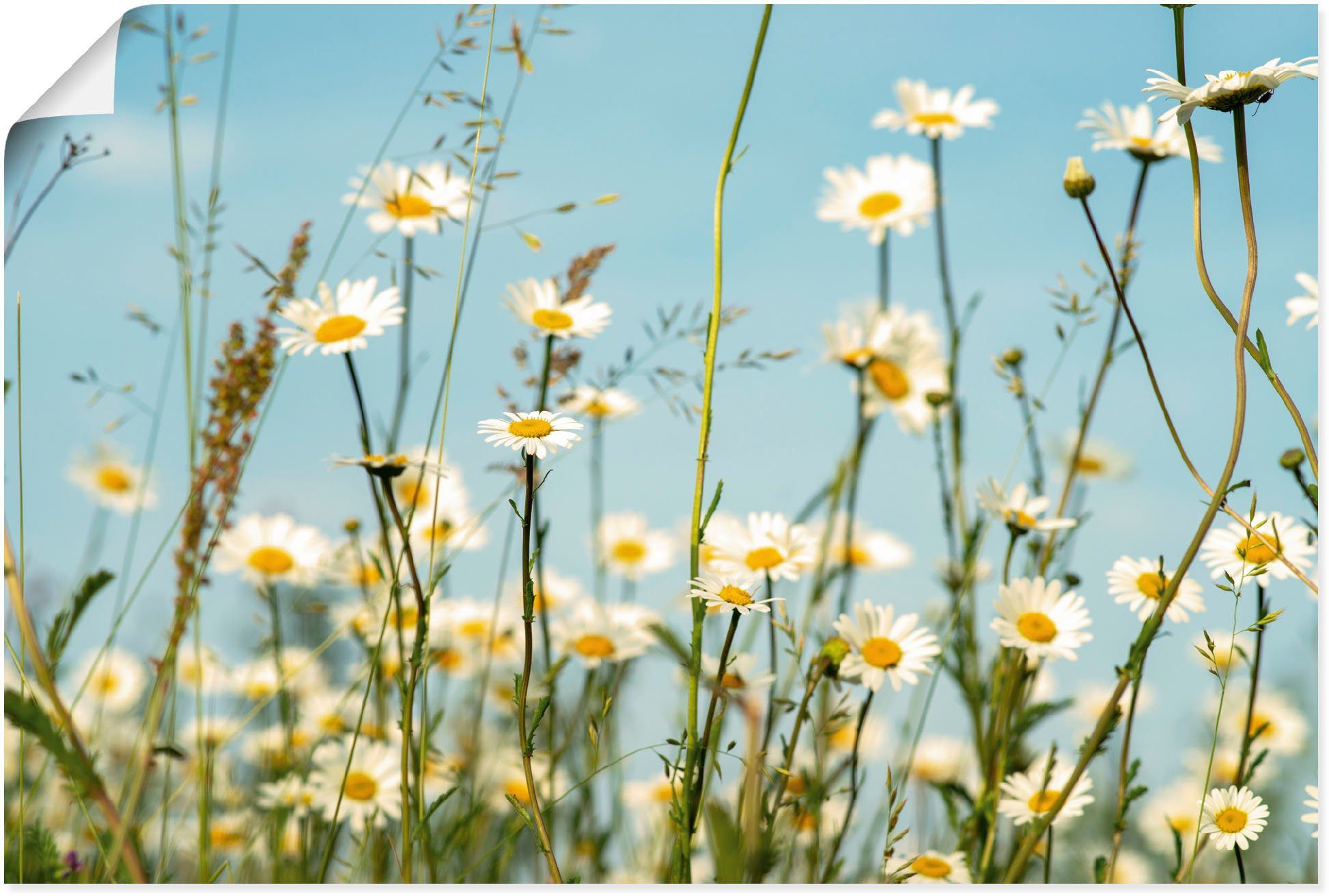 Größen St), Poster Sommer Margeriten vor Himmel, Leinwandbild, (1 in Alubild, Wandbild als oder Wandaufkleber Blumenbilder Artland versch.