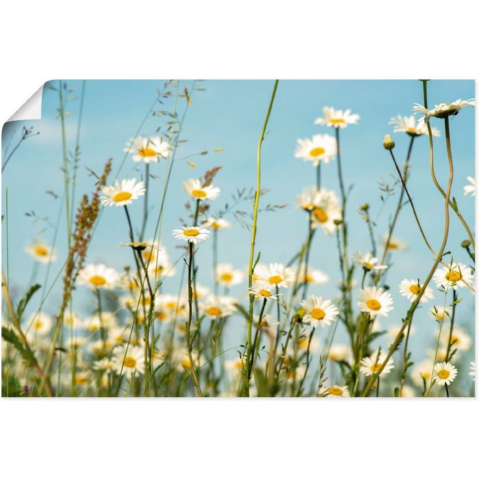 Artland Wandbild Margeriten vor Sommer Himmel Blumenbilder (1 St) als Alubild Leinwandbild Wandaufkleber oder Poster in versch. Größen