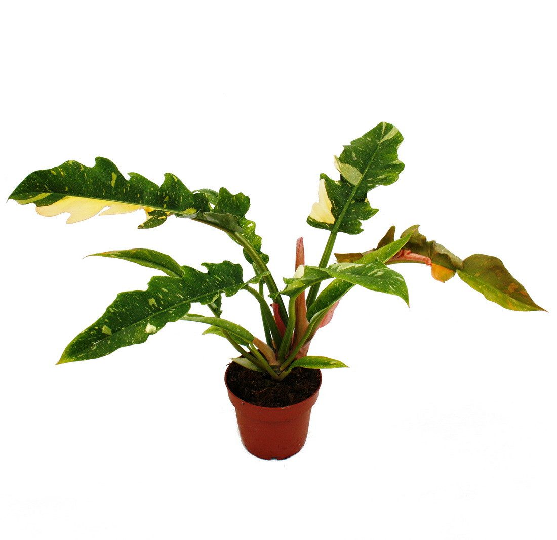 Exotenherz Zimmerpflanze Philodendron "Ring of Fire" - ungewöhnlicher Baumfreund - 12cm Topf