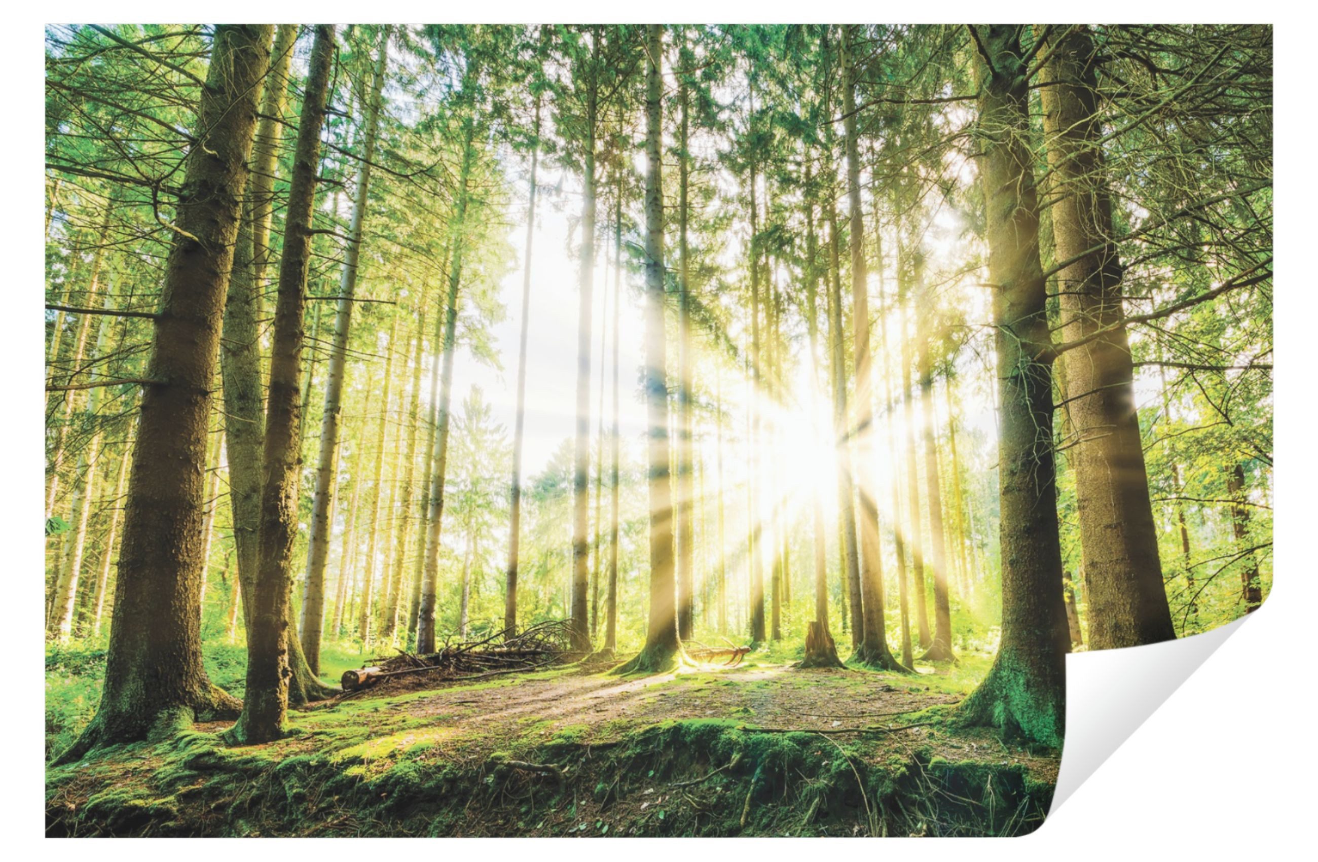 Wallarena Fototapete Wald Sonne Sonnenwald Natur günstig online kaufen