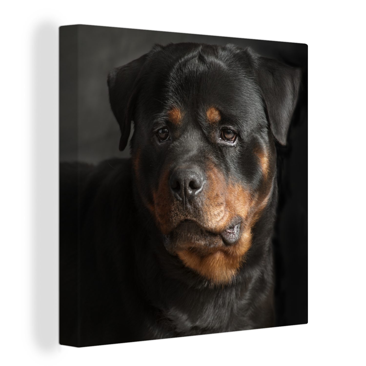 OneMillionCanvasses® Leinwandbild Porträt eines Rottweilers im Atelier, (1 St), Leinwand Bilder für Wohnzimmer Schlafzimmer
