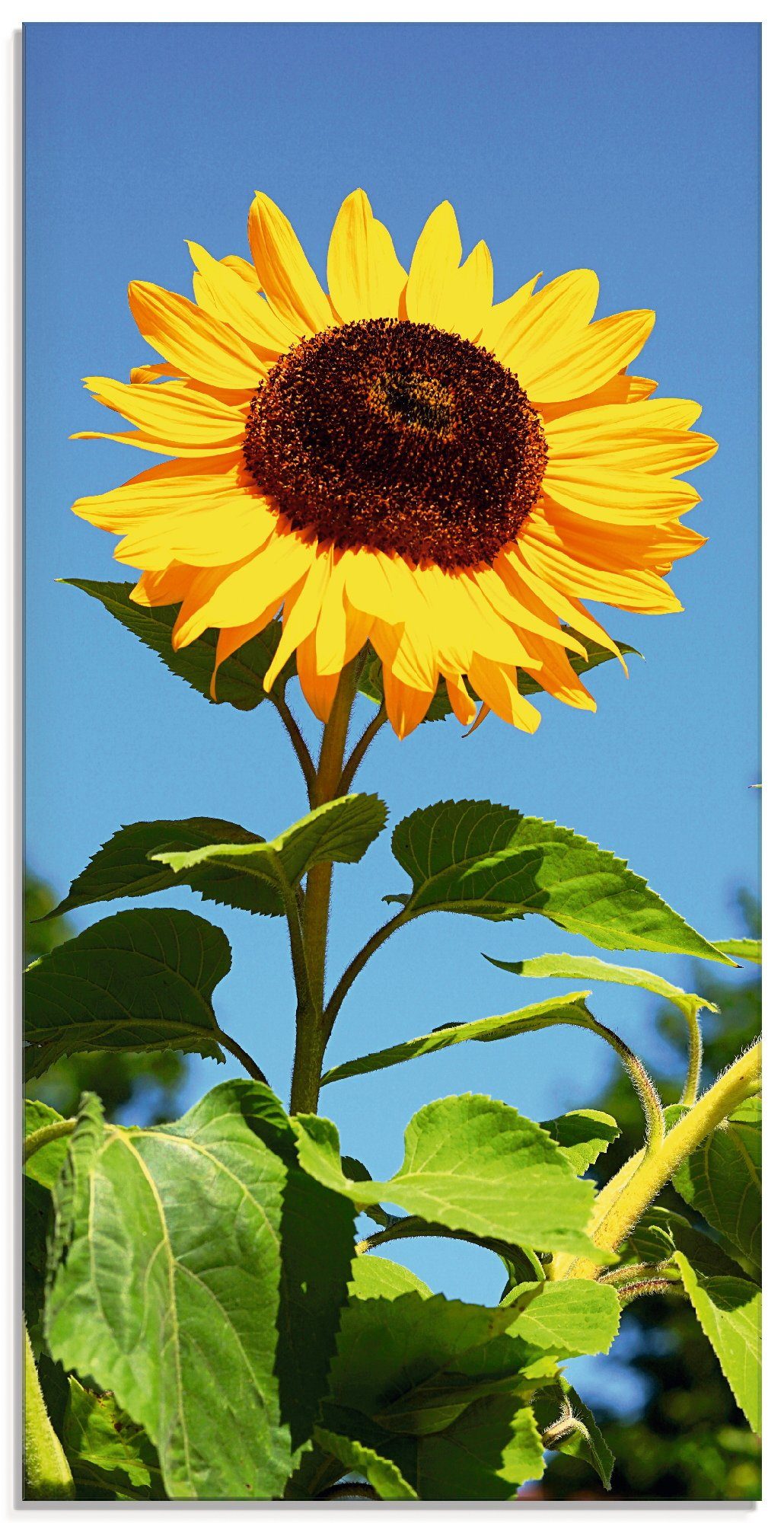 Artland Glasbild Große Sonnenblume, Blumen (1 St), in verschiedenen Größen