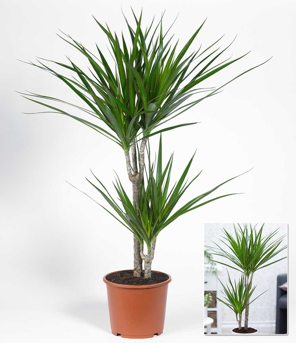 BALDUR Garten Zimmerpflanze Dracena 'Marginata' ca. 75-85 cm hoch, 1 St., Zimmerpflanze – Bild 2 von 2