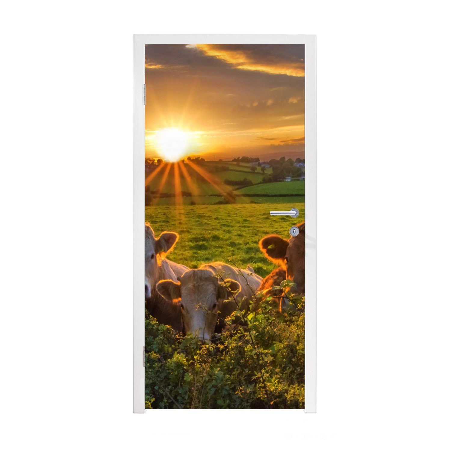 MuchoWow Türtapete Sonne - Kuh - Gras, Matt, bedruckt, (1 St), Fototapete für Tür, Türaufkleber, 75x205 cm