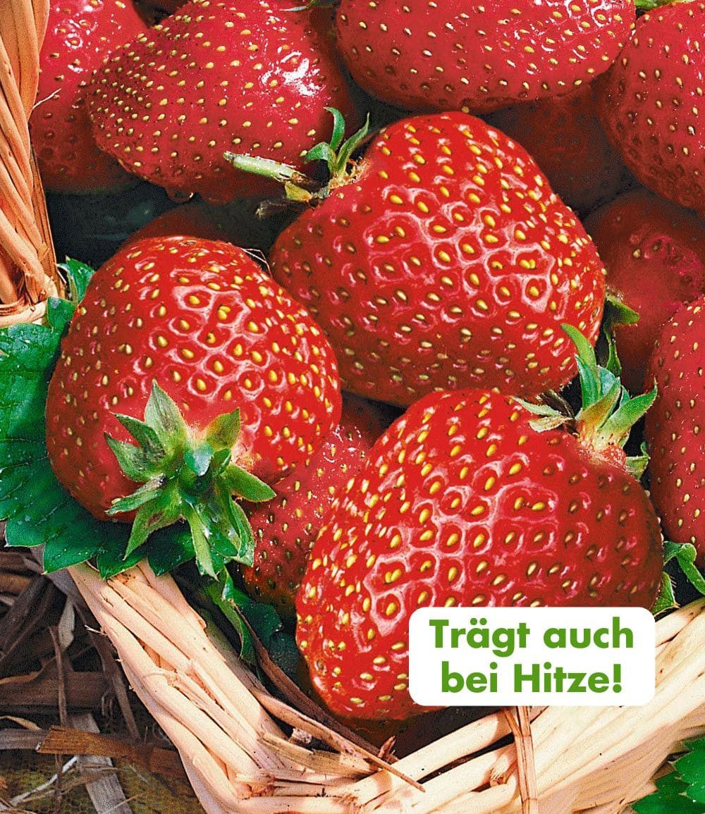 BALDUR Garten Obstpflanze Immertragende Erdbeere 'Seascape®', 4 St., Selbstbefruchtend, winterhart, mehrjährig, pflegeleicht