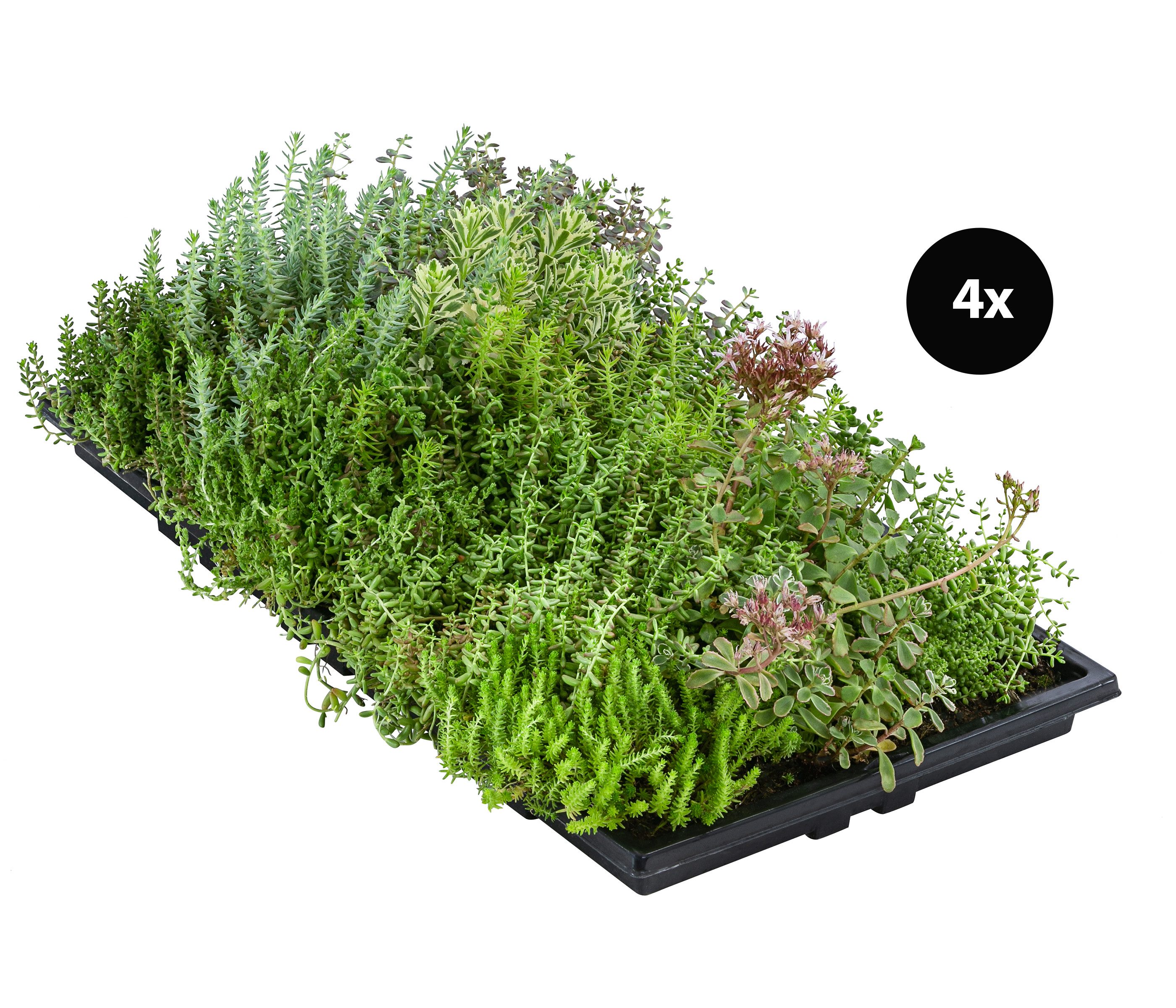 Dehner Staude Dachbegrünung mit Fetthenne, 4 Matten, je 50 x 30 cm, insektenfreundlich, für Flachdächer / Schrägdächer