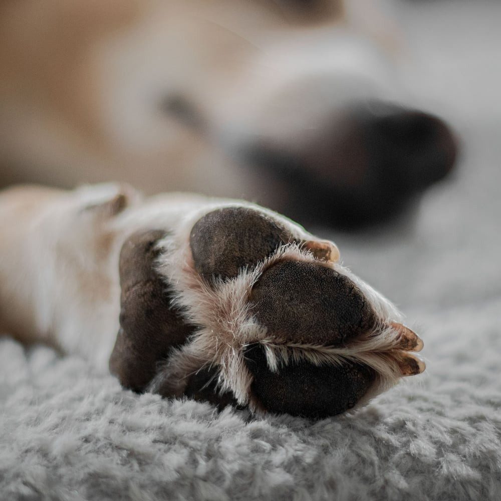 FLUFFINO® Tierdecke Hundedecke/Hundekissen - Wildlederimitat - Größe S (73 x 45 cm) - grau