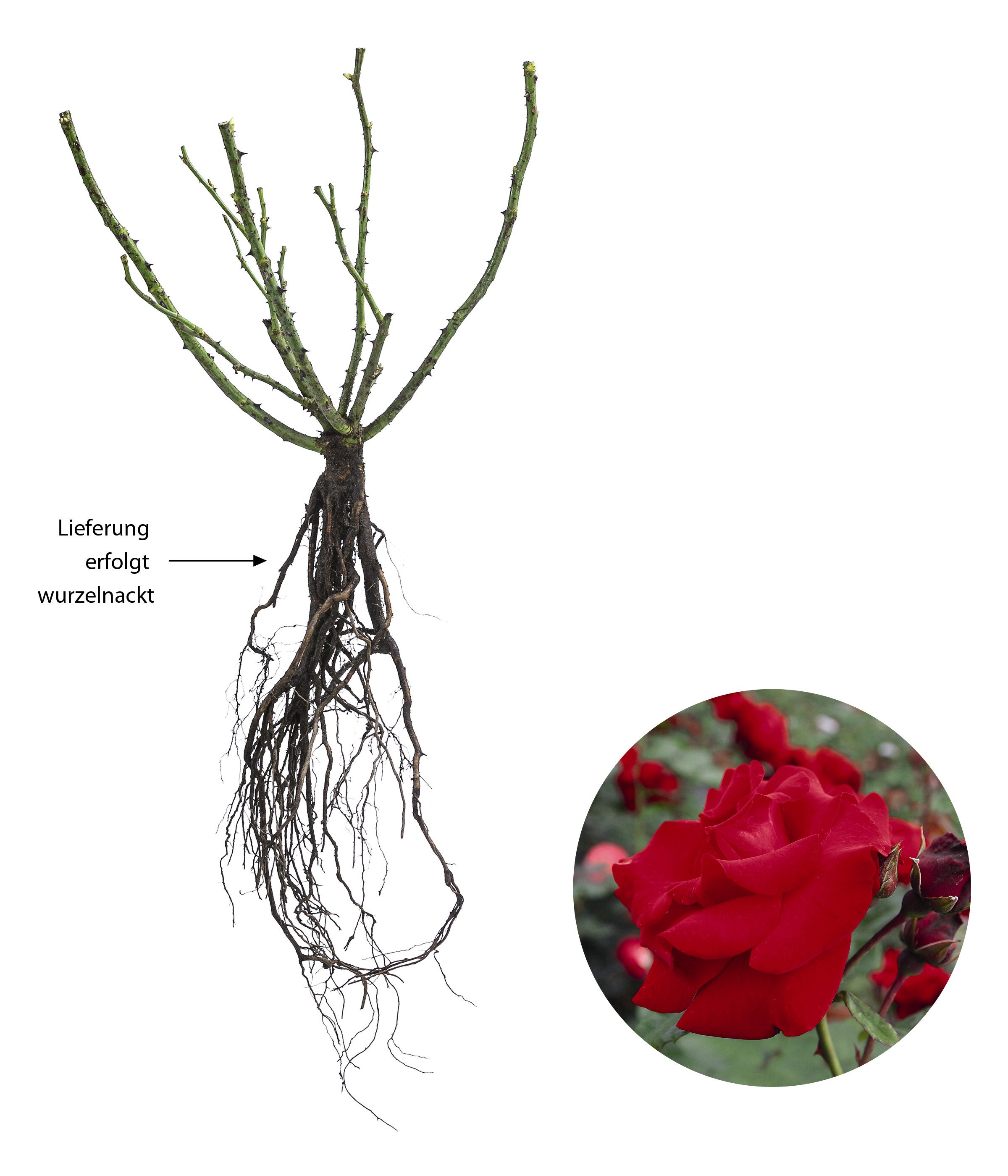 Dehner Rose Kletterrose Santana®, rote Blüten, gefüllt/duftend, Blüten gefüllt und duftend, Züchter Tantau