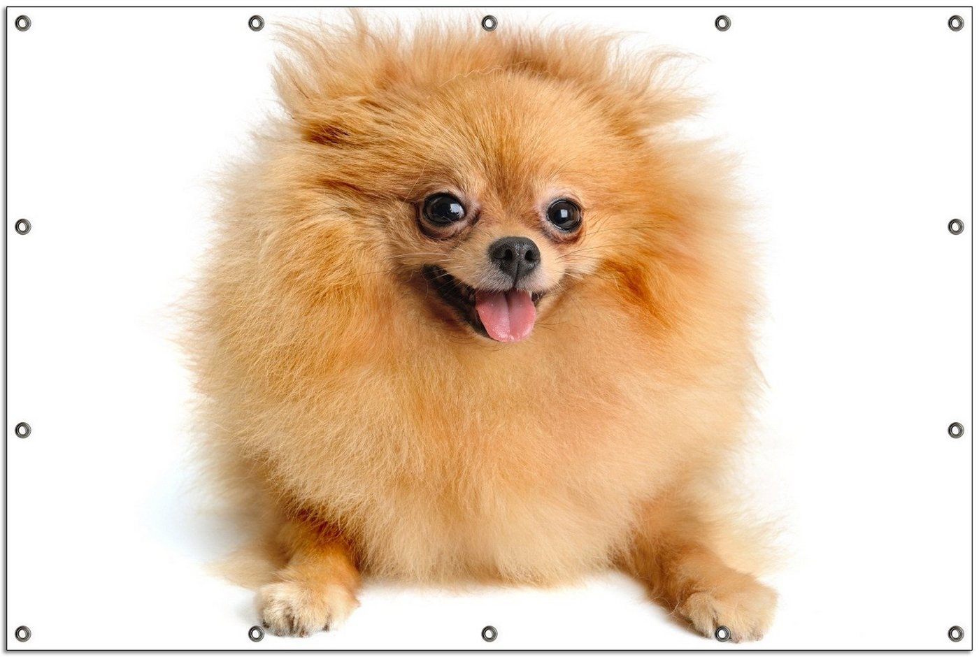 Thumbnail - Wallario Sichtschutzzaunmatten Lustiger niedlicher Spitz, rund