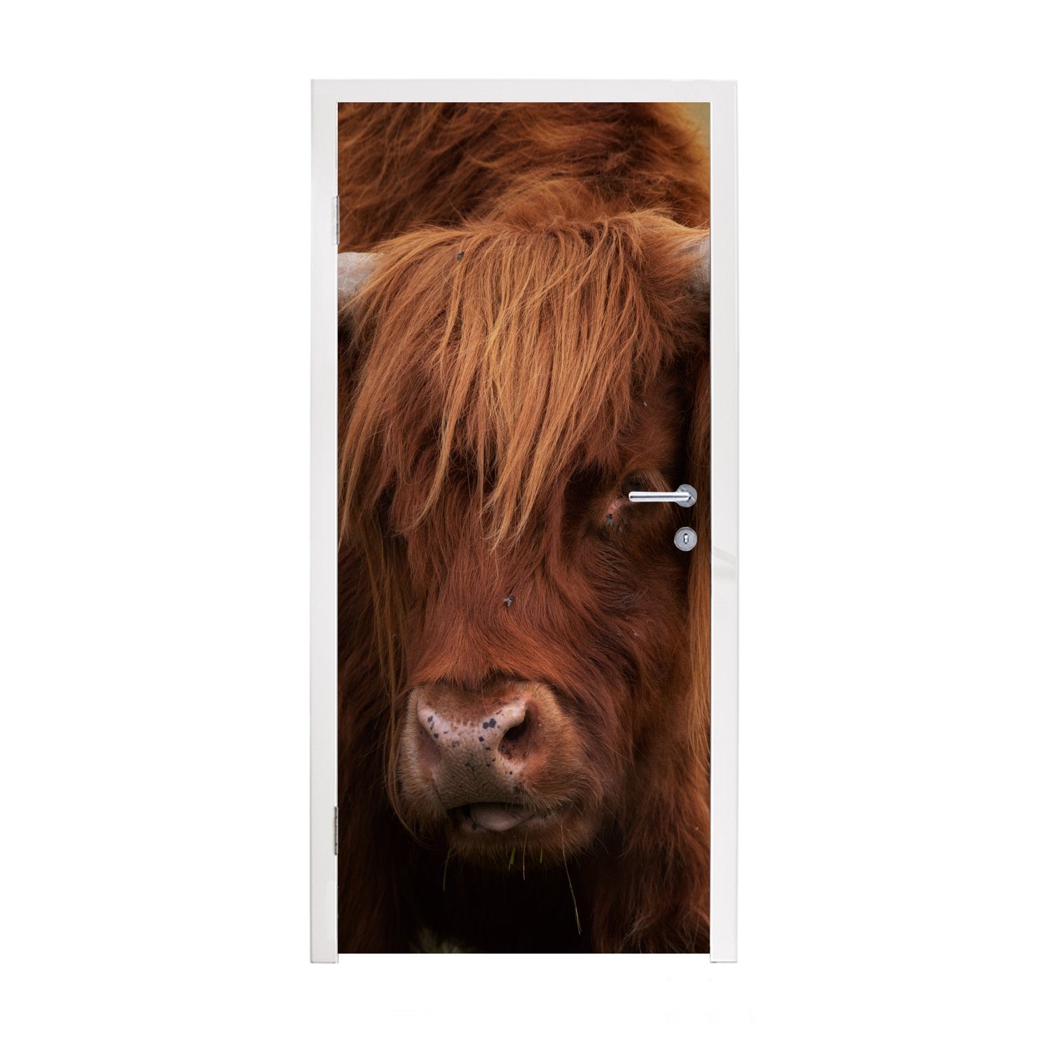 MuchoWow Türtapete Schottischer Highlander - Orange - Tiere, Matt, bedruckt, (1 St), Fototapete für Tür, Türaufkleber, 75x205 cm