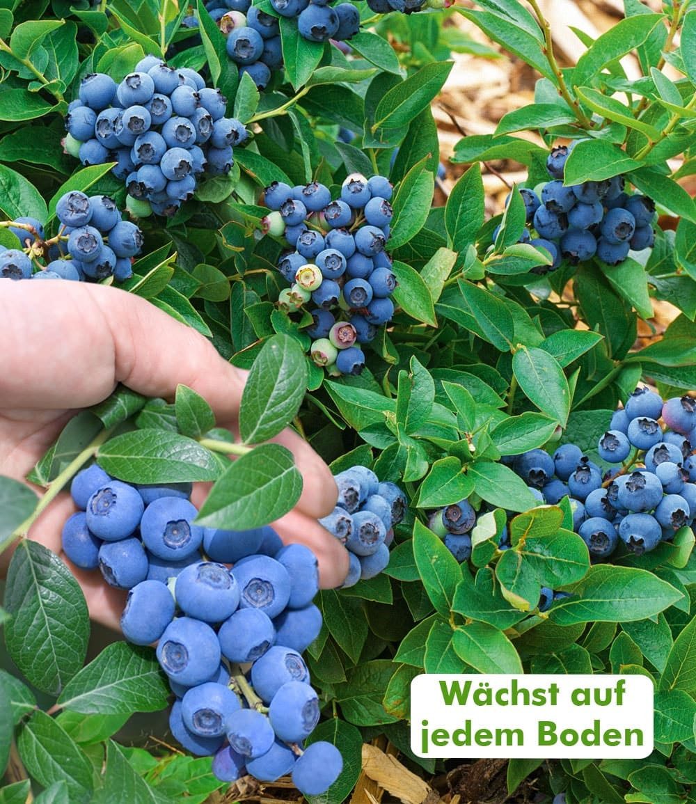 BALDUR Garten Obstpflanze Heidelbeer-Sortiment zum Vorteilspreis, 2 St., Trauben-heidelbeere,winterhart, mehrjährig – Bild 5 von 5