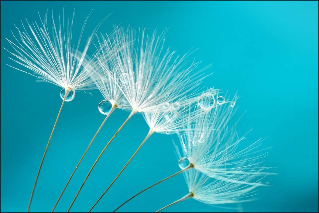 Muralo Fototapete Blumen – Fototapete Wandtapete Vlies Wanddeko Wohnzimmer, floral, Samen – Pusteblume – Tropfen, 208 x 146 cm, Vinyl strukturiert