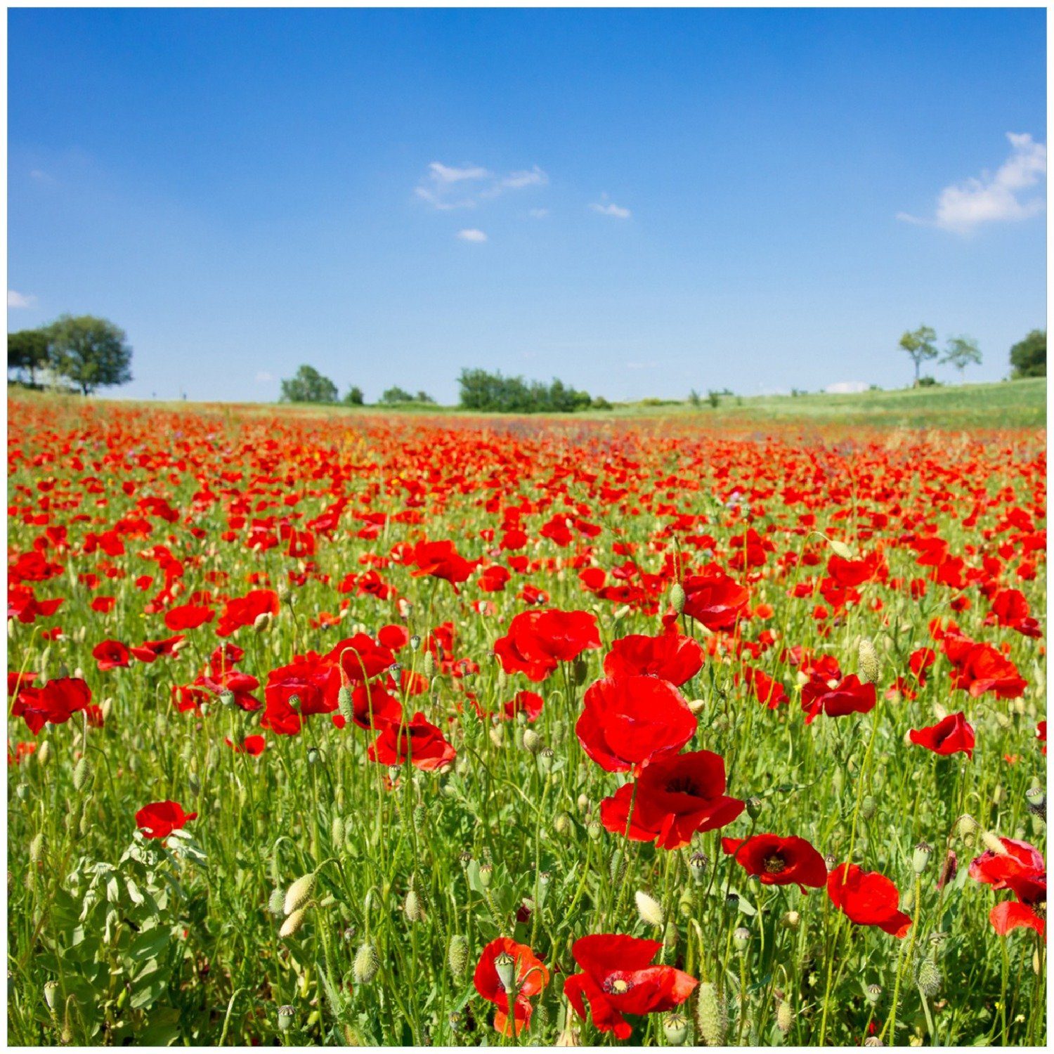 Wallario Memoboard Mohnblumenfeld- rote Blumen unter blauem Himmel