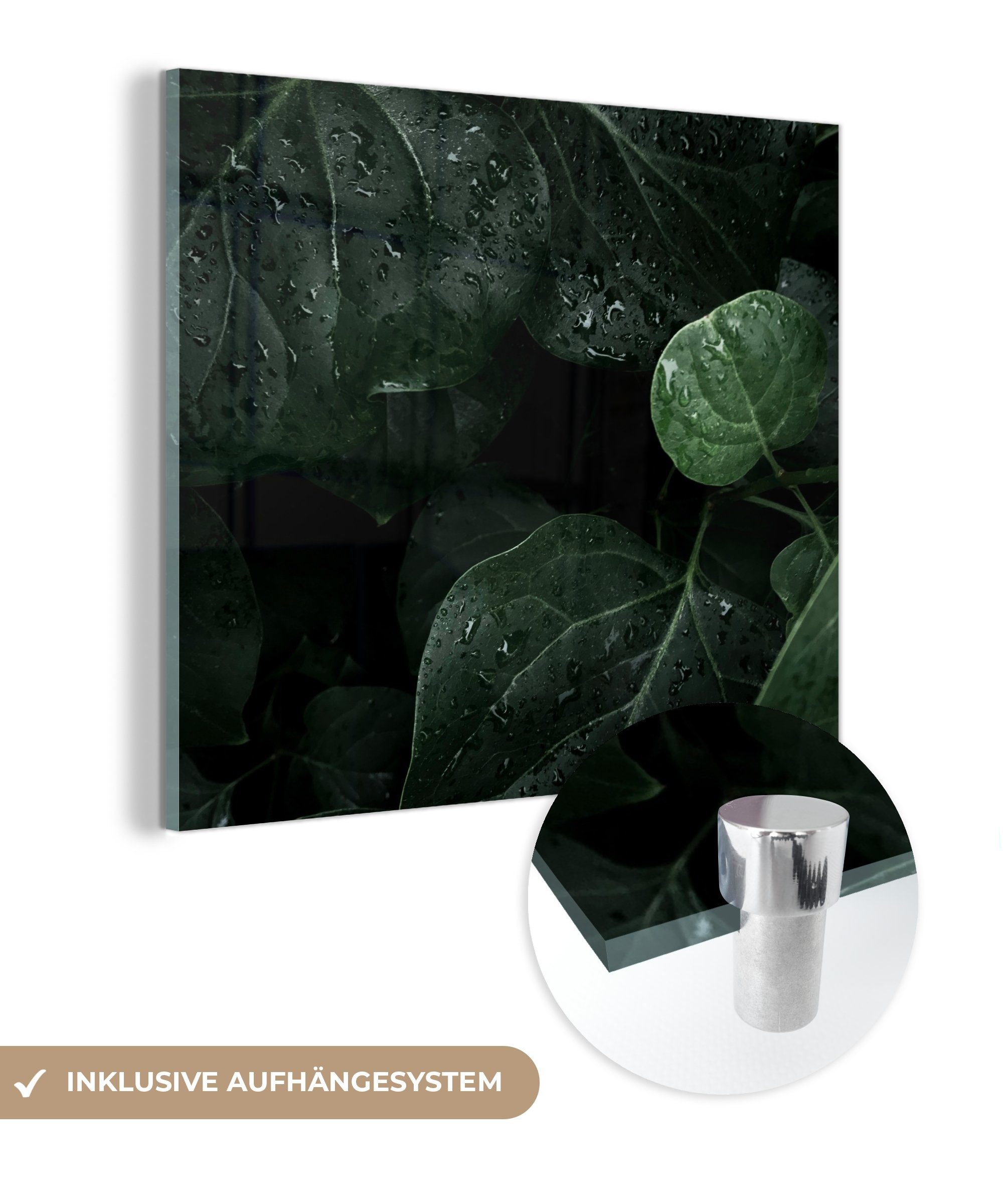 MuchoWow Acrylglasbild Nahaufnahme von Regentropfen auf großen Blättern, (1 St), Glasbilder - Bilder auf Glas Wandbild - Foto auf Glas - Wanddekoration