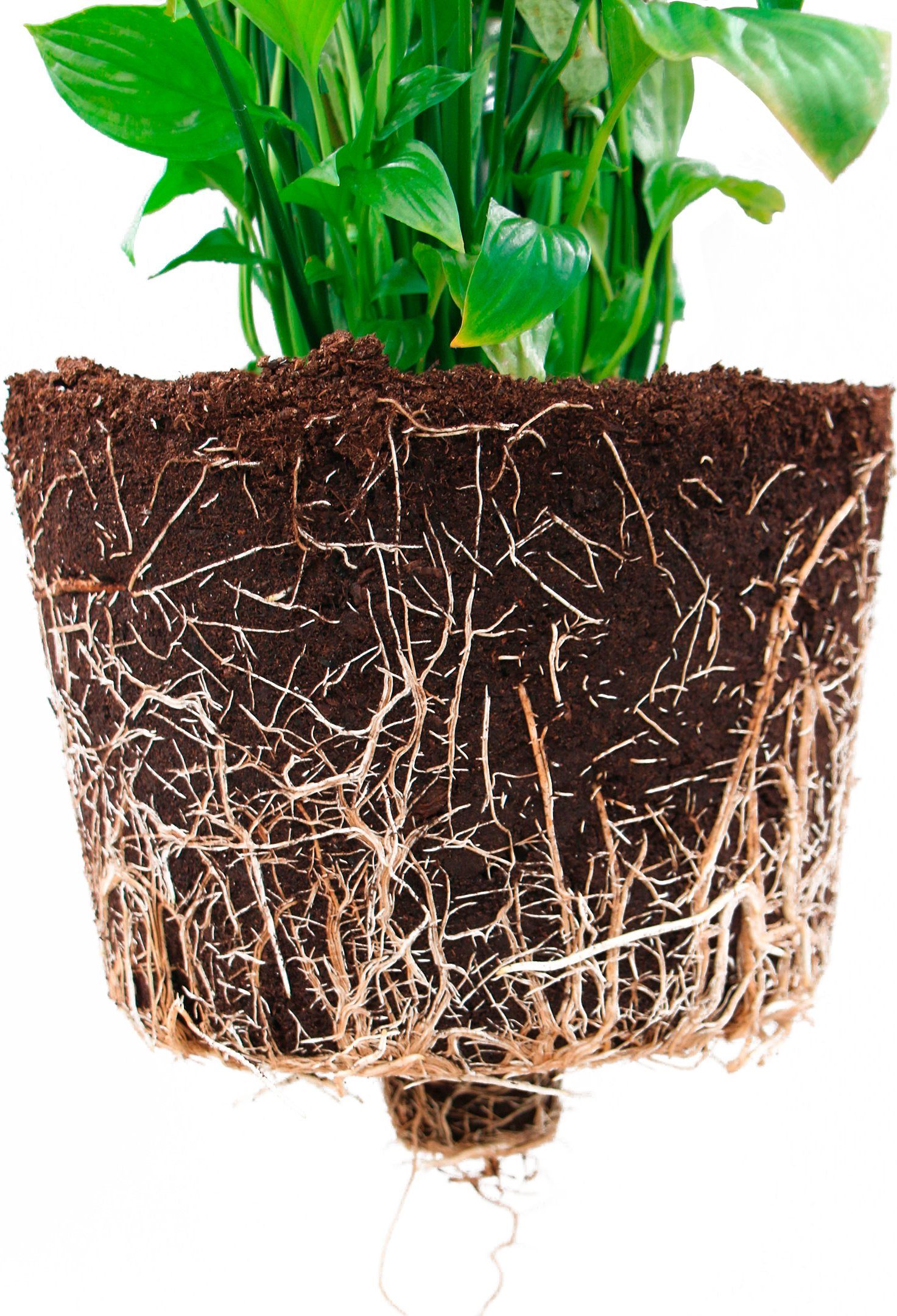 ECOPOTS Blumentopf Morinda Orchidee 11 Taupe, für den Innenbereich