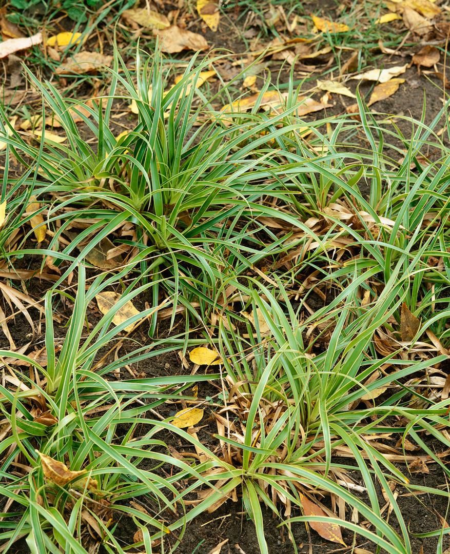 Pflanzen für Dich Gräser Luzula sylvatica Marginata, 1 St., Waldmarbel, Wald-Hainsimse, zweifarbig, schattenverträglich