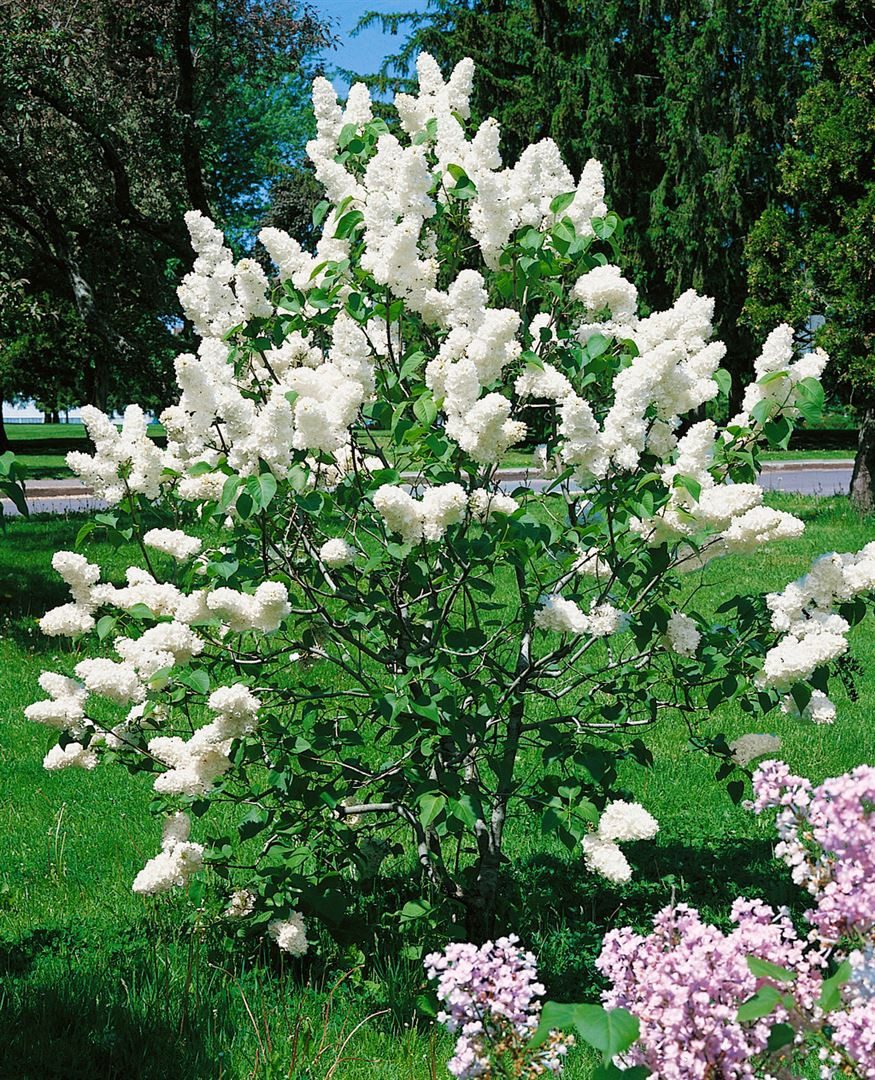 Pflanzen für Dich Gehölze Syringa vulgaris 'Alba', 1 St., Gewöhnlicher Flieder, Weißer Flieder