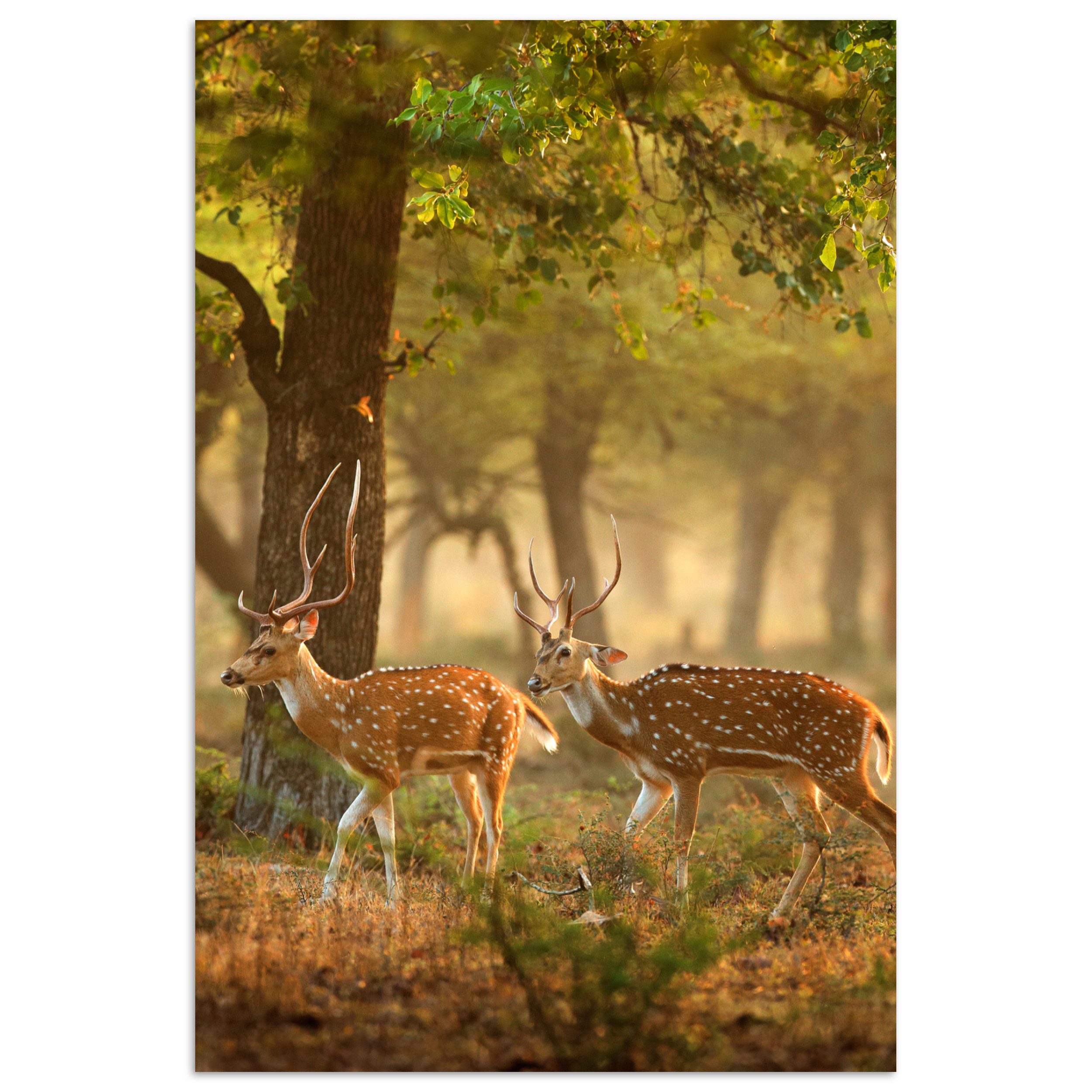 MuchoWow Poster Hirsche - Wald - günstig online kaufen