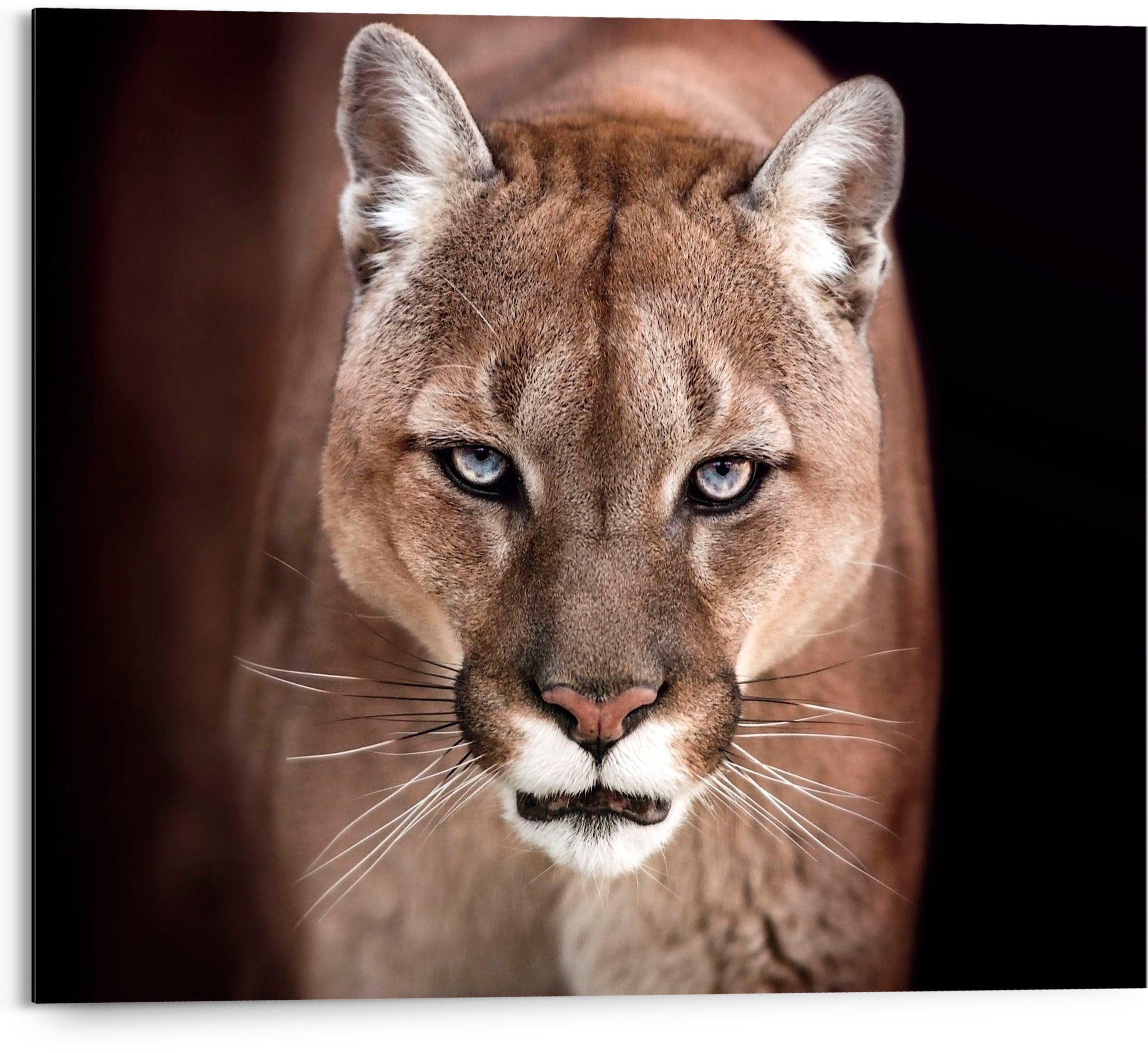 Reinders! Holzbild Cougar - close-up, St) (1