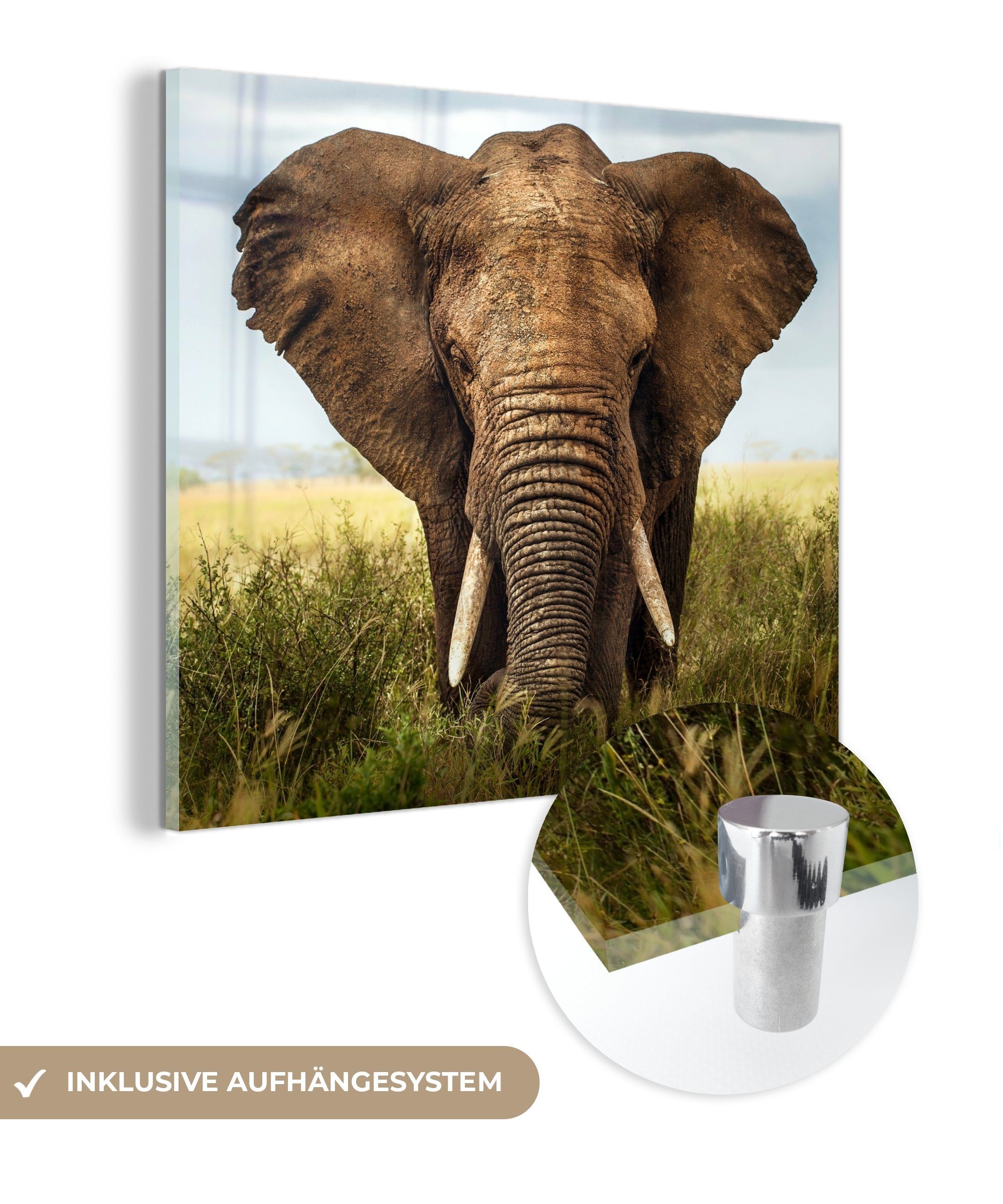 MuchoWow Acrylglasbild Elefant - Gras - Tiere - Natur, (1 St), Glasbilder - Bilder auf Glas Wandbild - Foto auf Glas - Wanddekoration