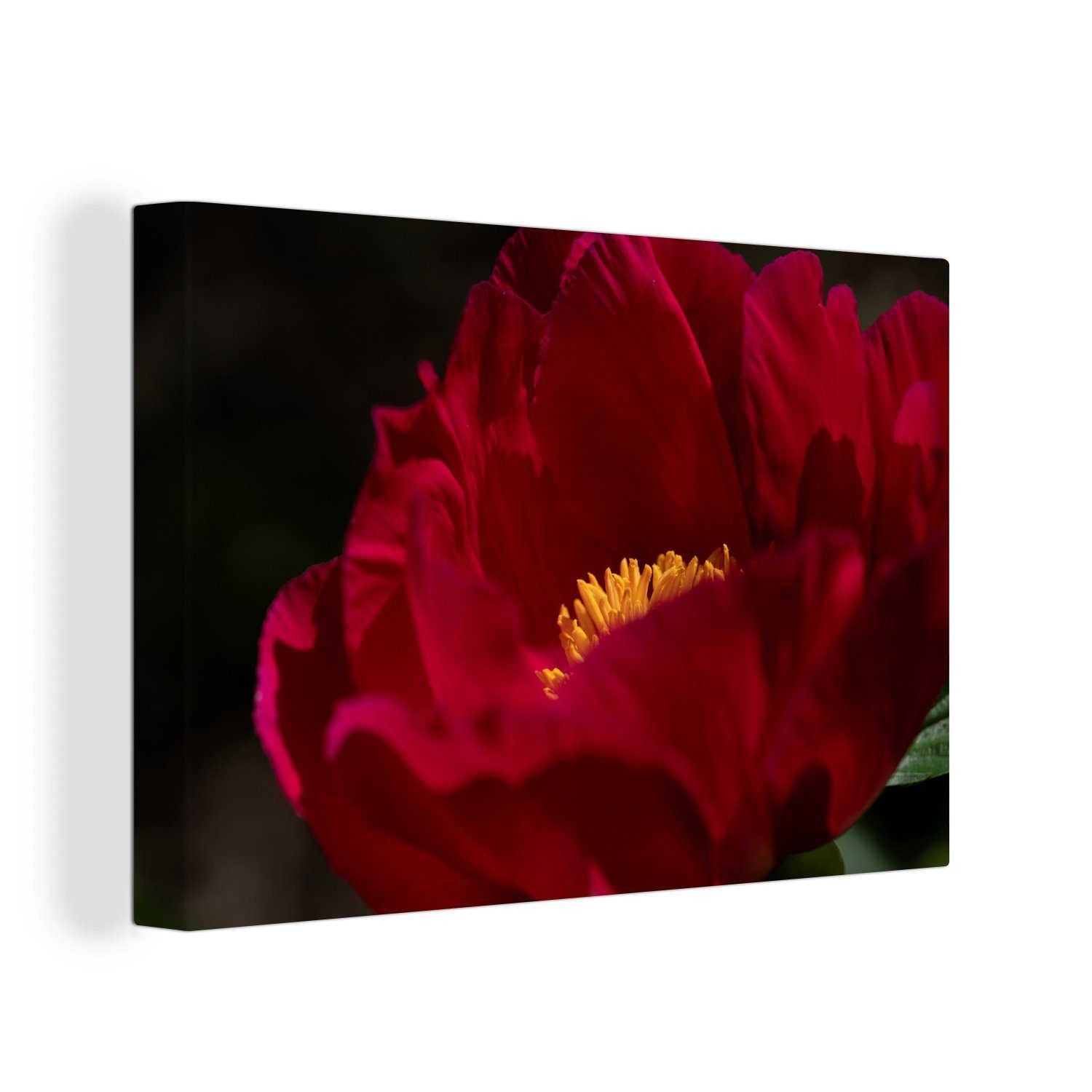 OneMillionCanvasses® Leinwandbild Ein Bild einer roten Pfingstrose, (1 St), Wandbild Leinwandbilder, Aufhängefertig, Wanddeko, 30x20 cm