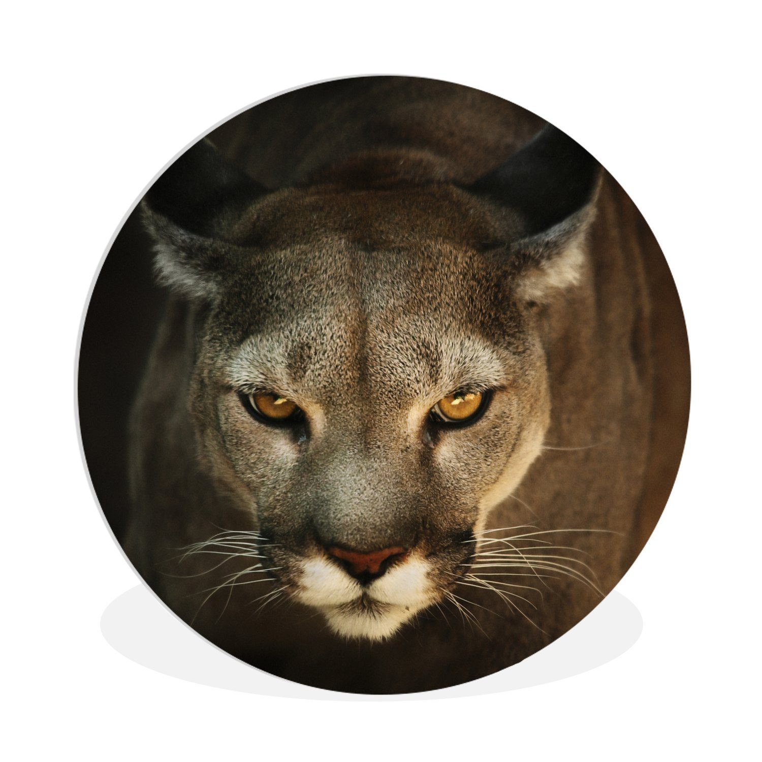 MuchoWow Картина Ein Puma in Jagdstellung mit gelben Augen, Fotodruck (1 St), Kreis Wanddekoration, Rundes Wandbild, 30x30 cm